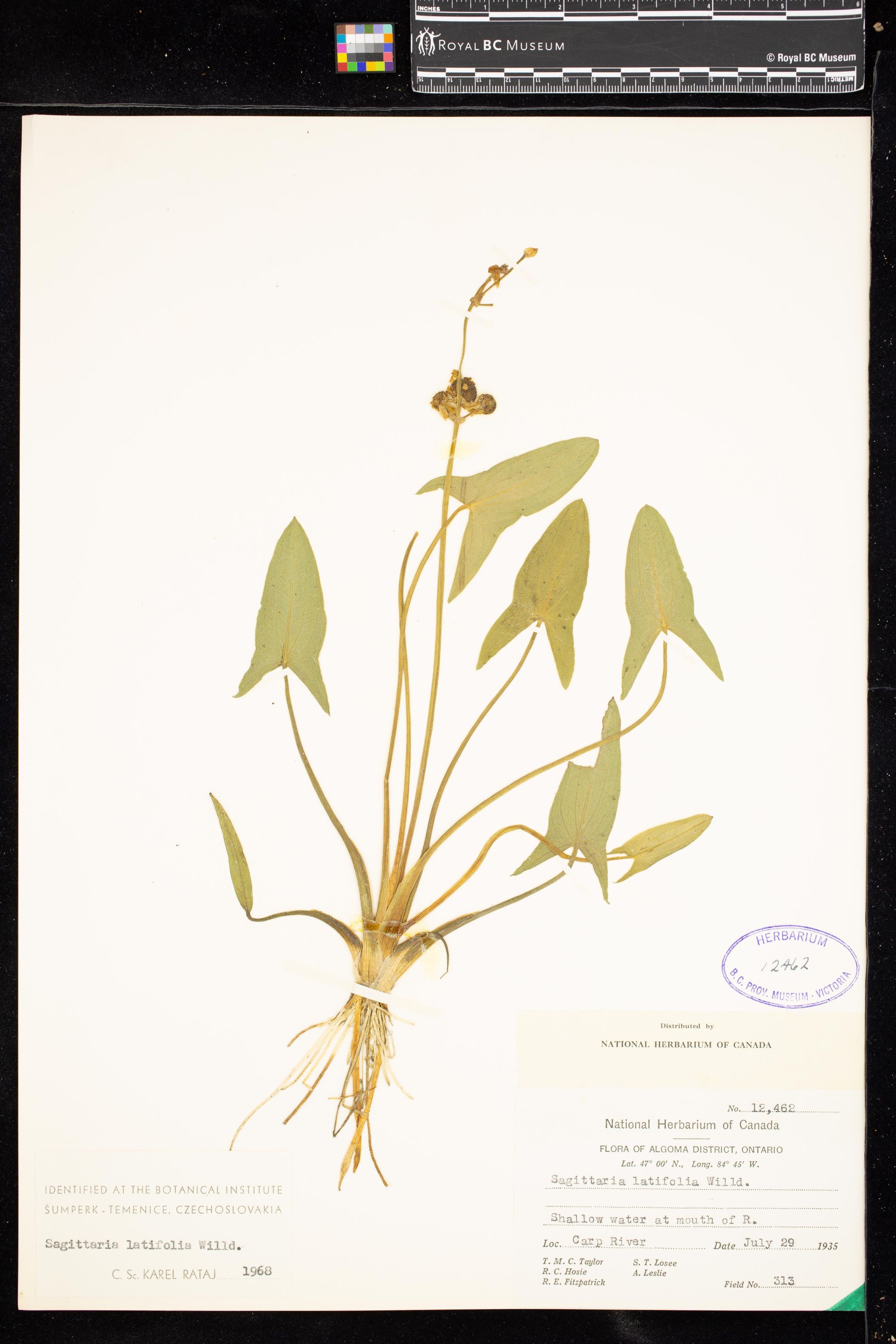 Image representing Sagittaria latifolia.
