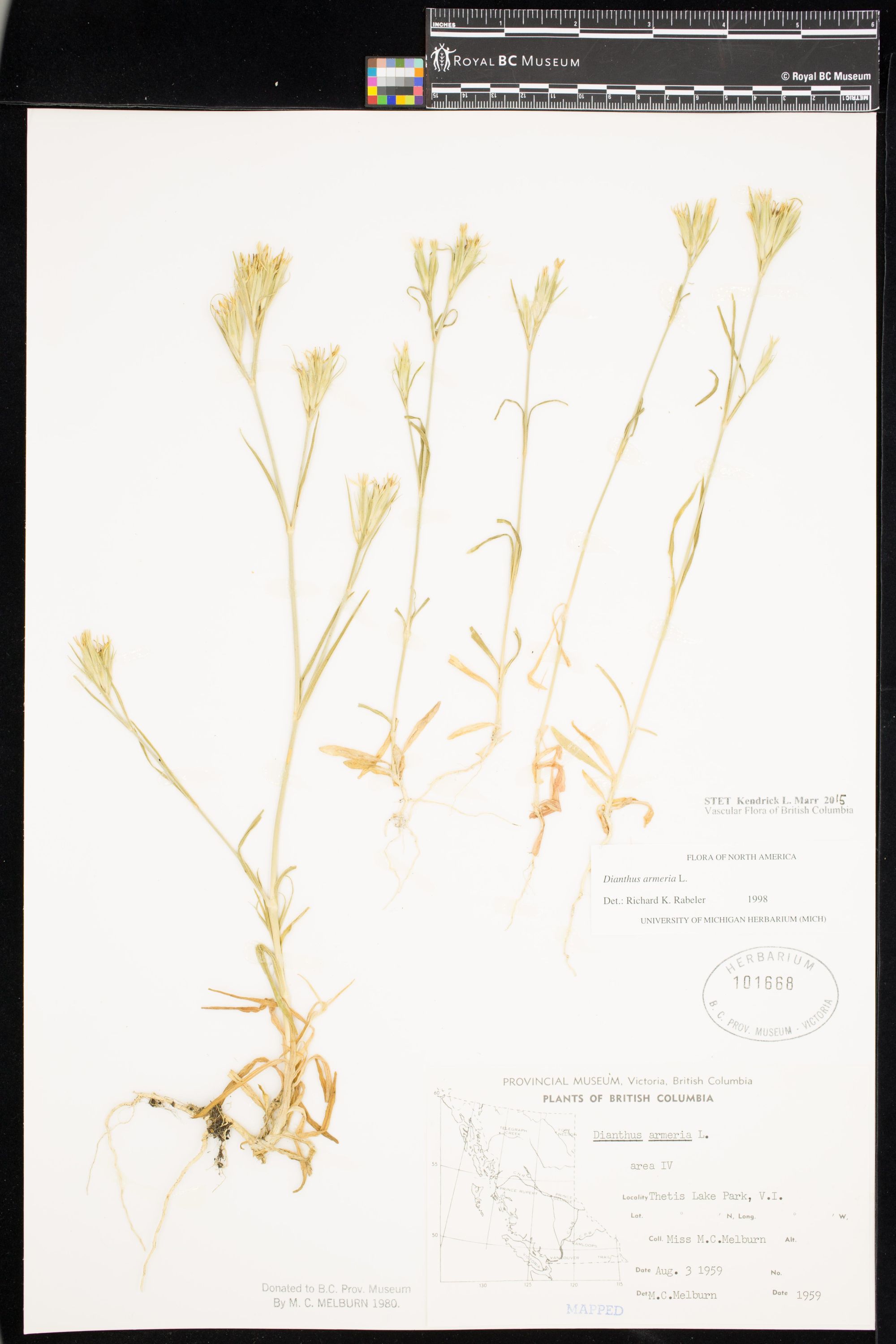 Image representing Dianthus armeria.