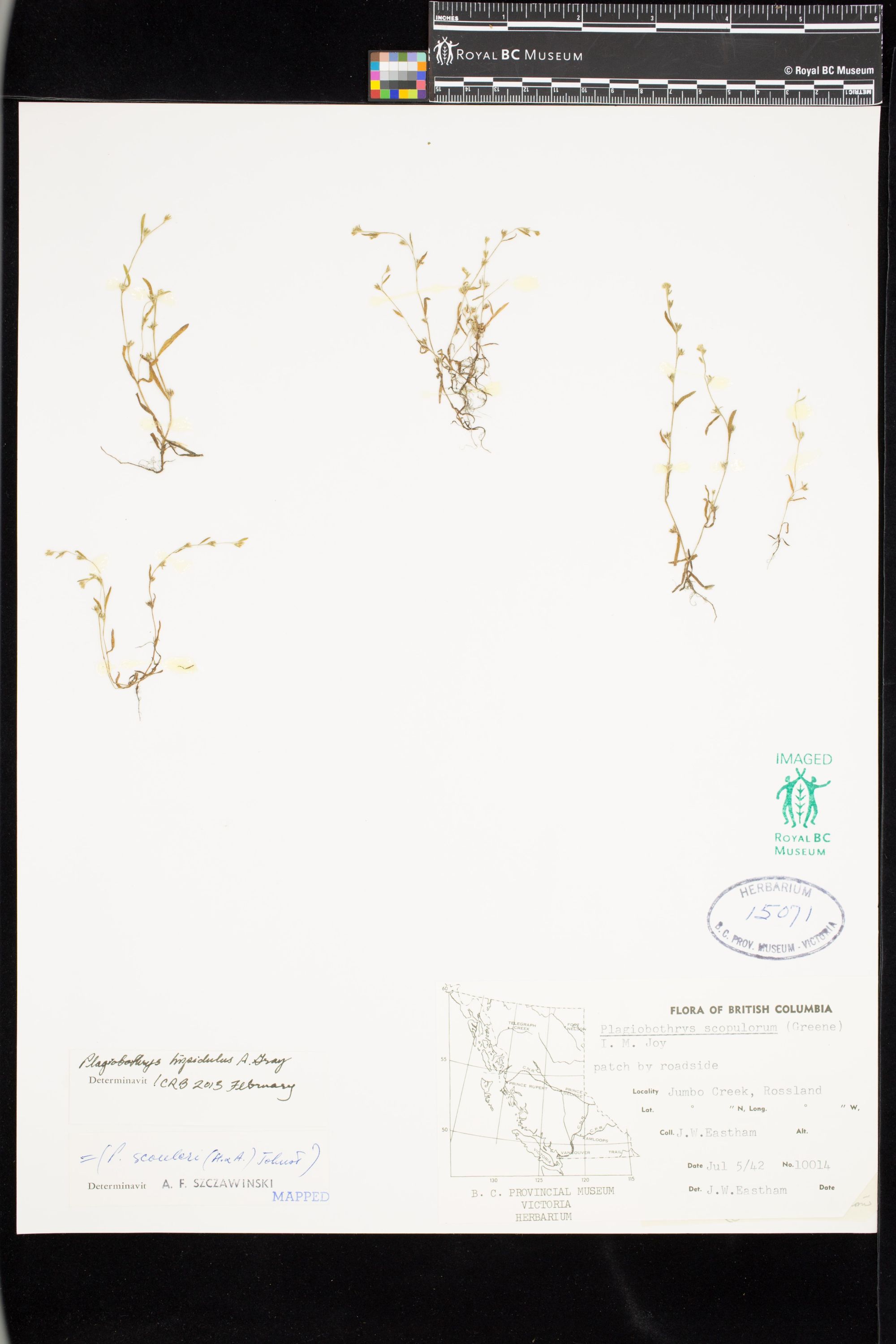 Image representing Plagiobothrys hispidulus.