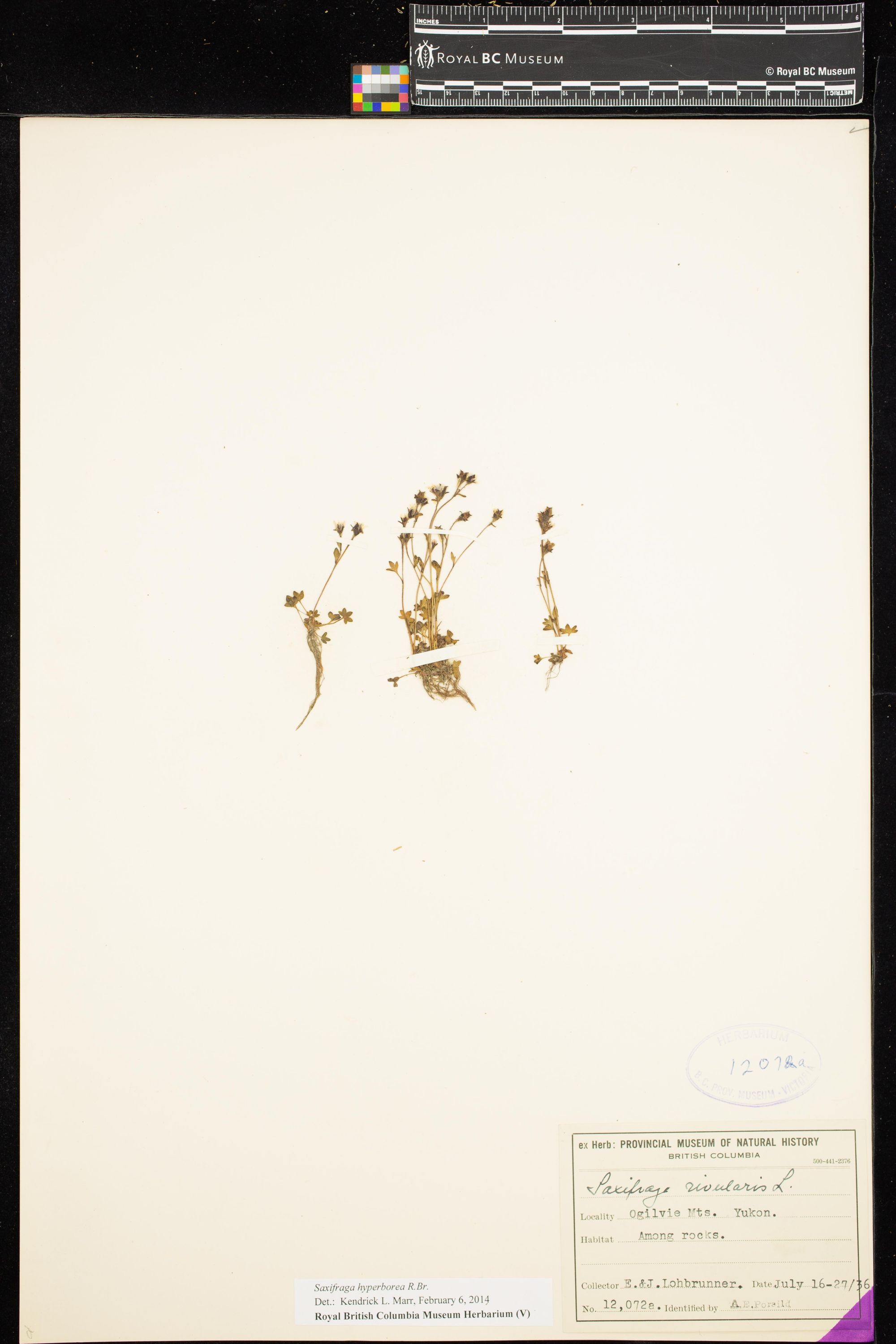 Image representing Saxifraga hyperborea.