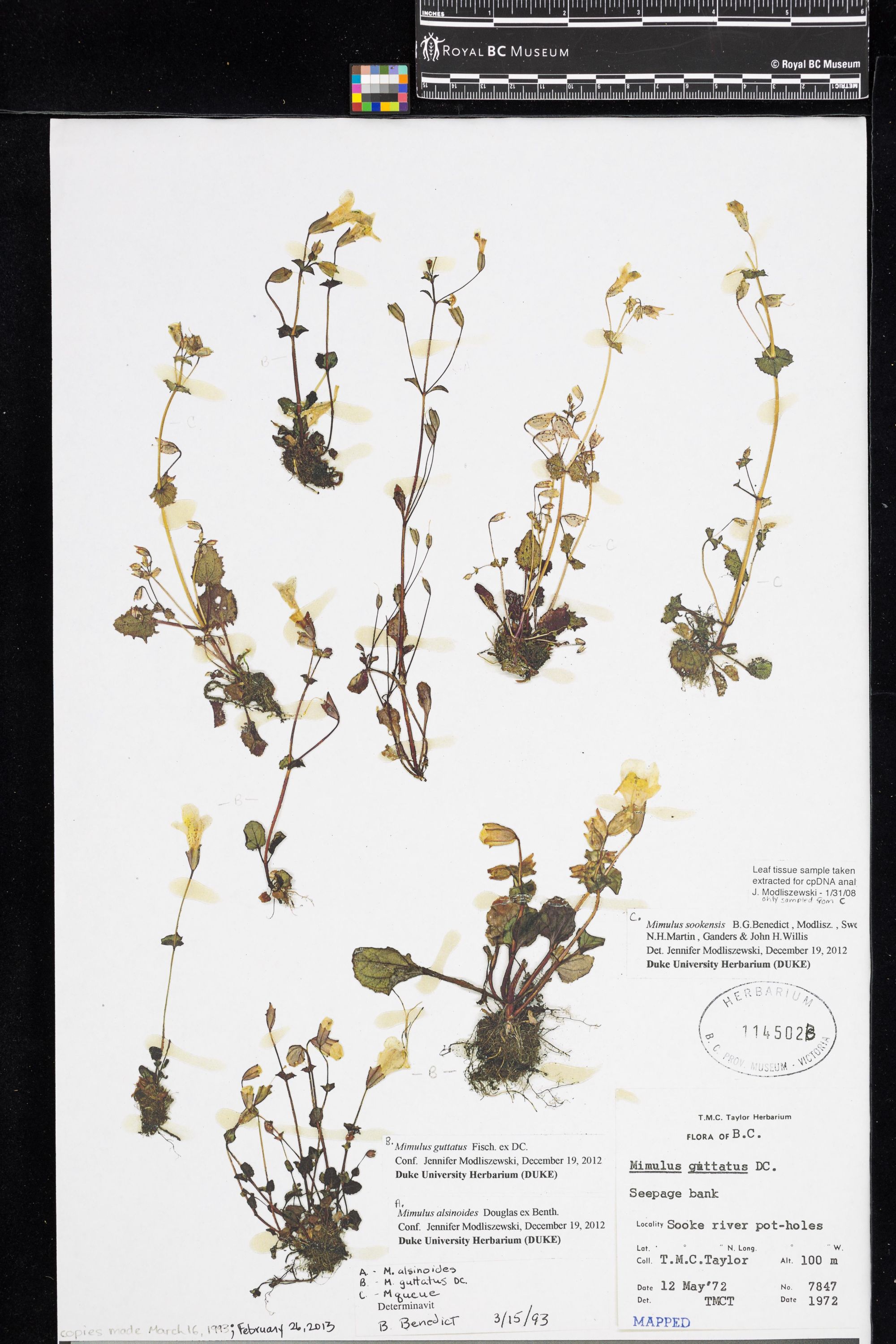 Image representing Mimulus guttatus.