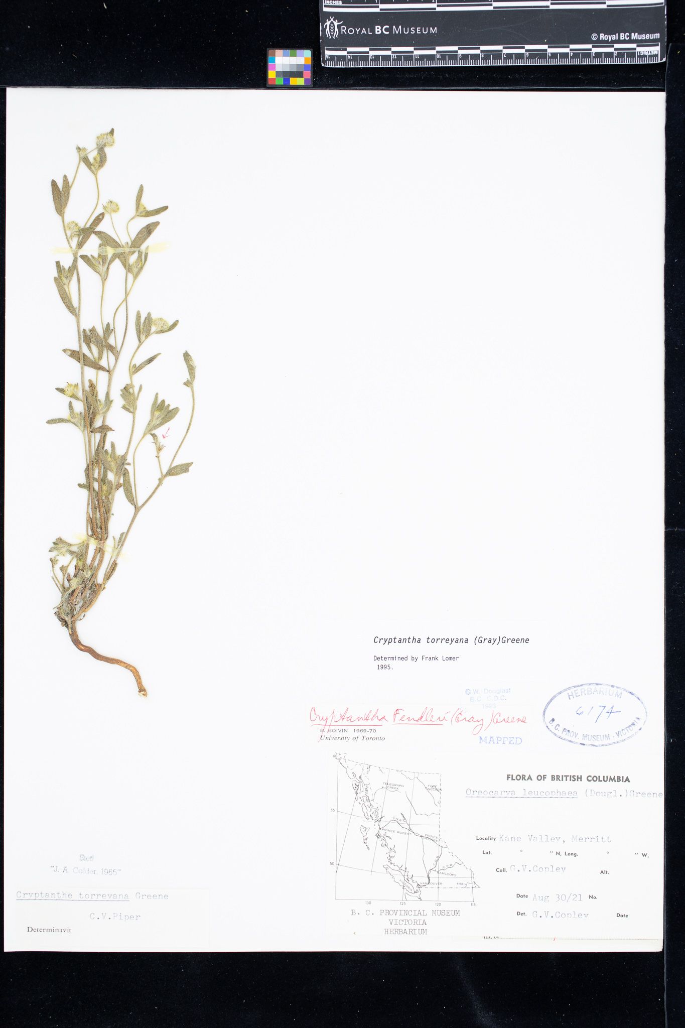 Image representing Silene noctiflora.