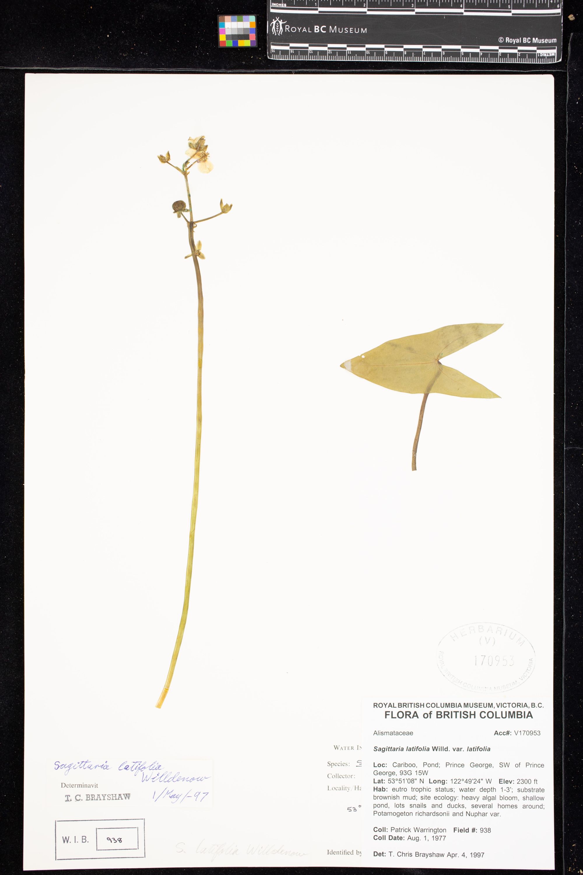 Image representing Sagittaria latifolia var. latifolia.