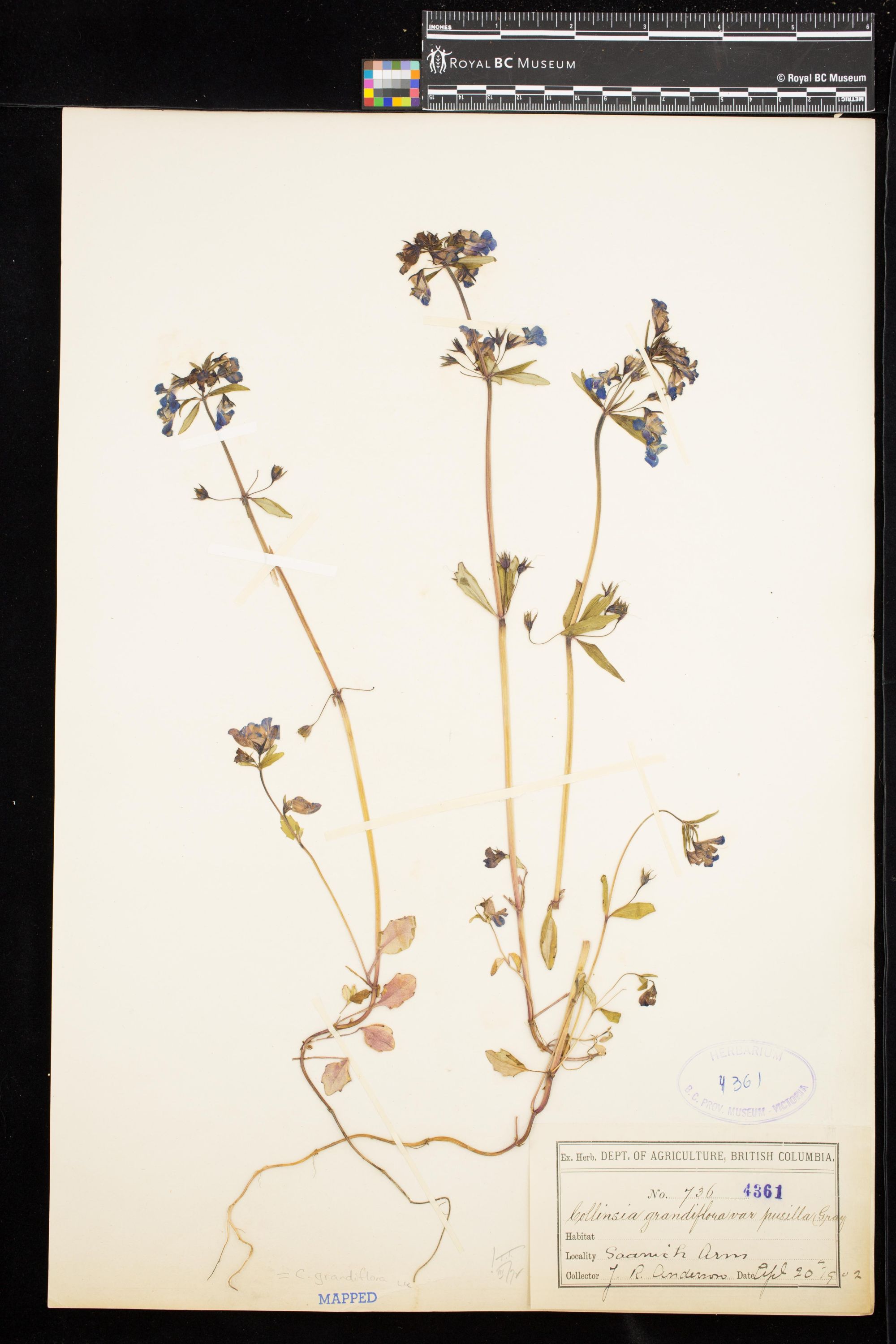 Image representing Collinsia grandiflora.