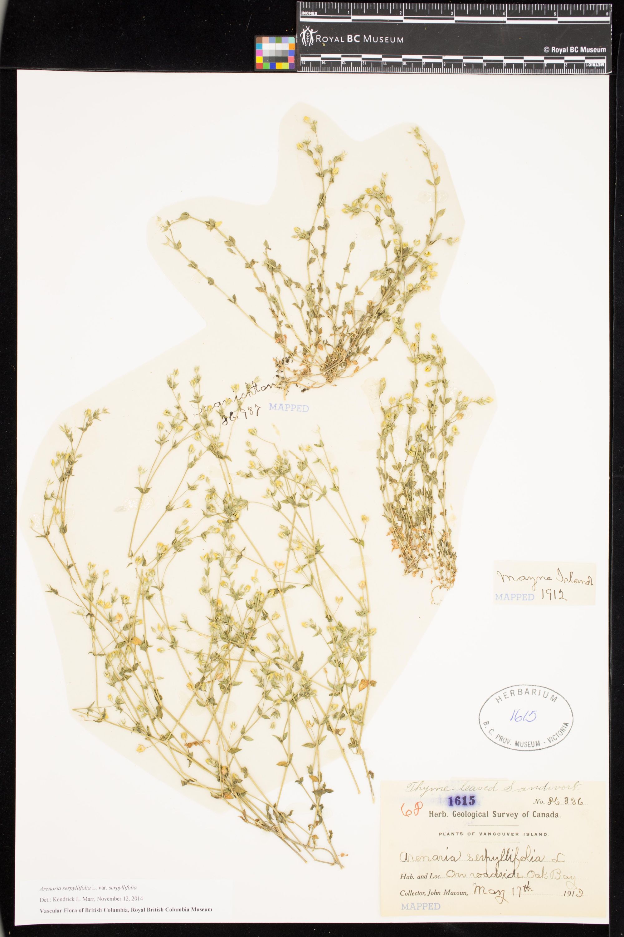 Image représentant Arenaria serpyllifolia var. serpyllifolia