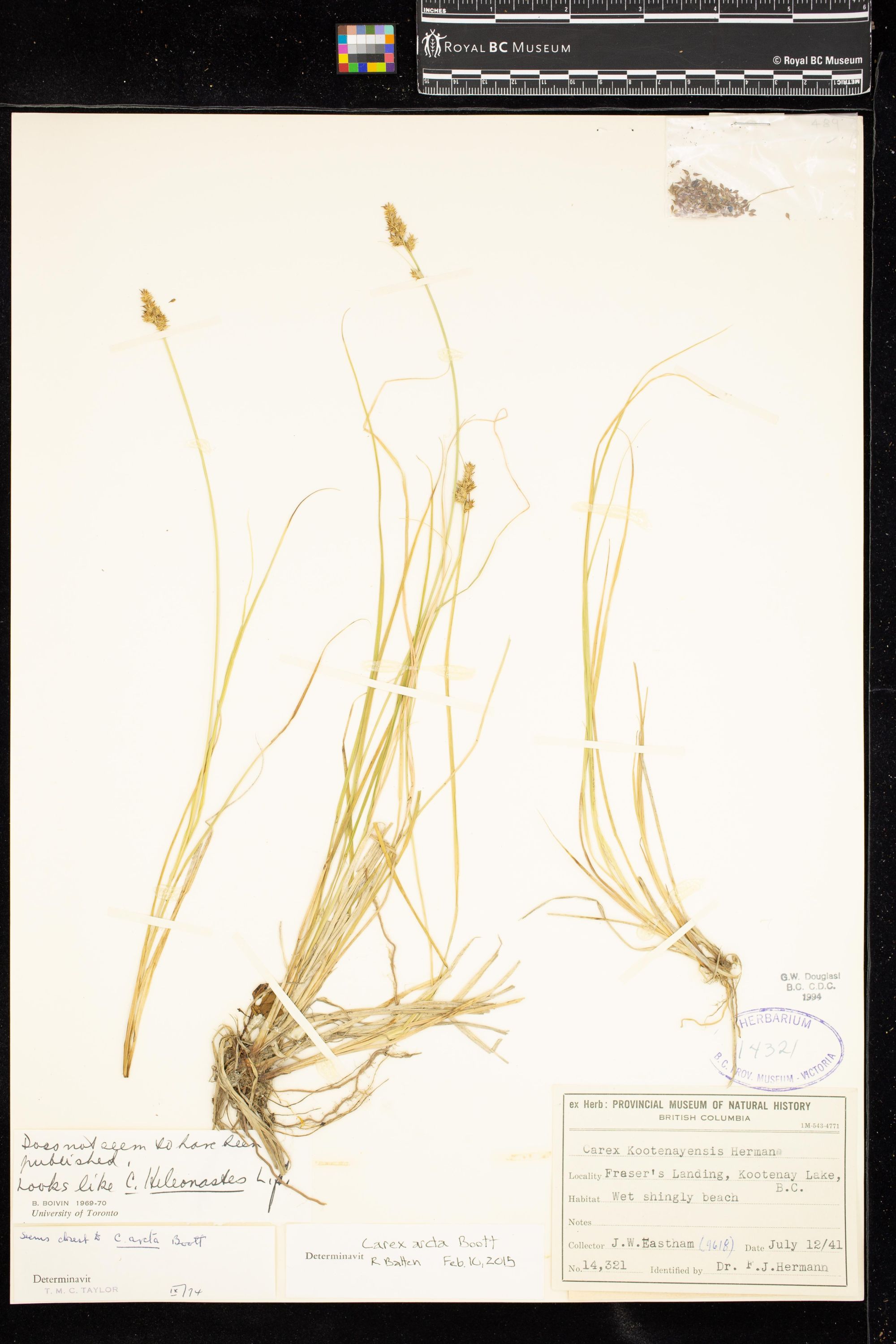 Image representing Carex arcta.