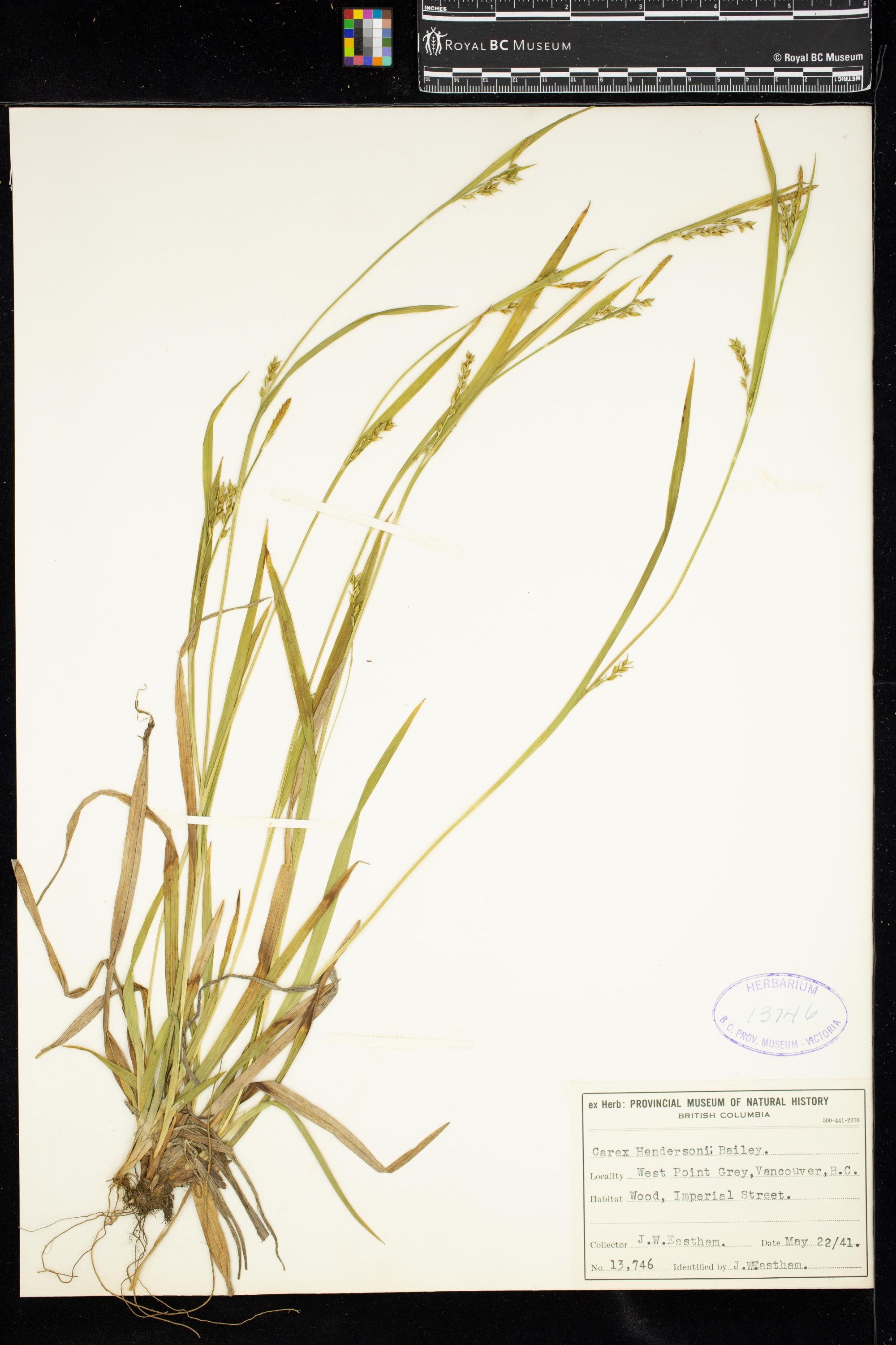 Image representing Carex hendersonii.