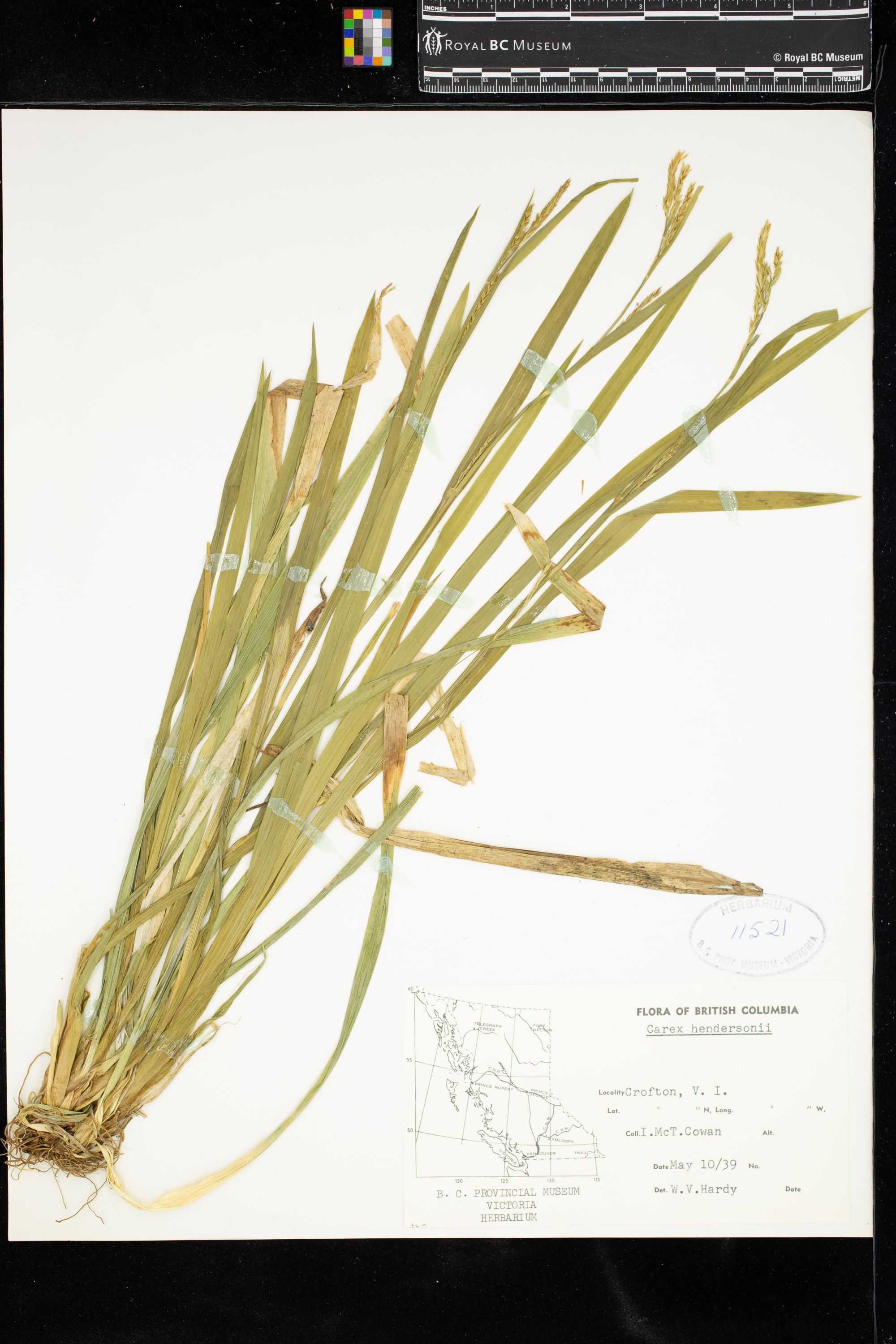 Image representing Carex hendersonii.