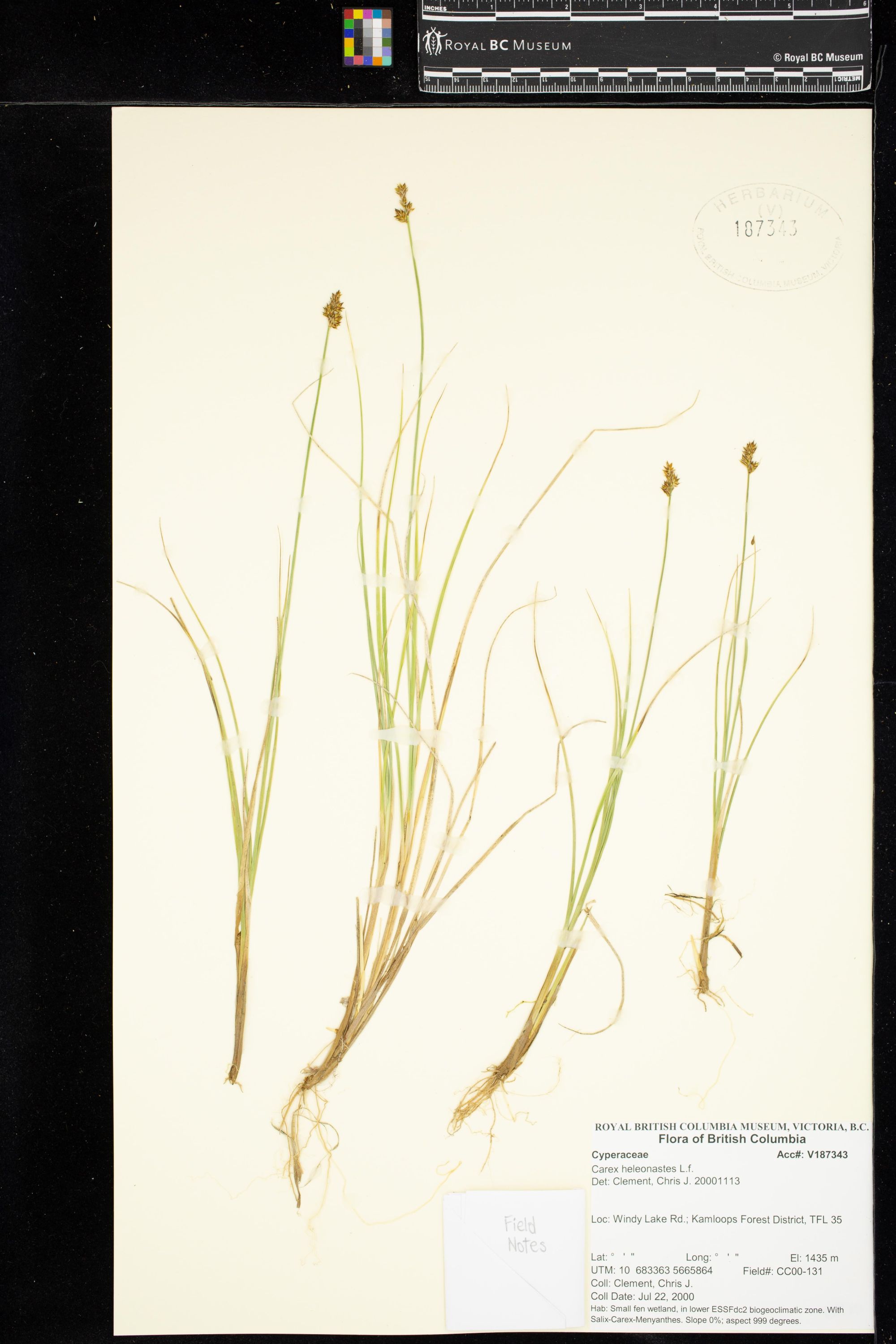 Image representing Carex heleonastes.