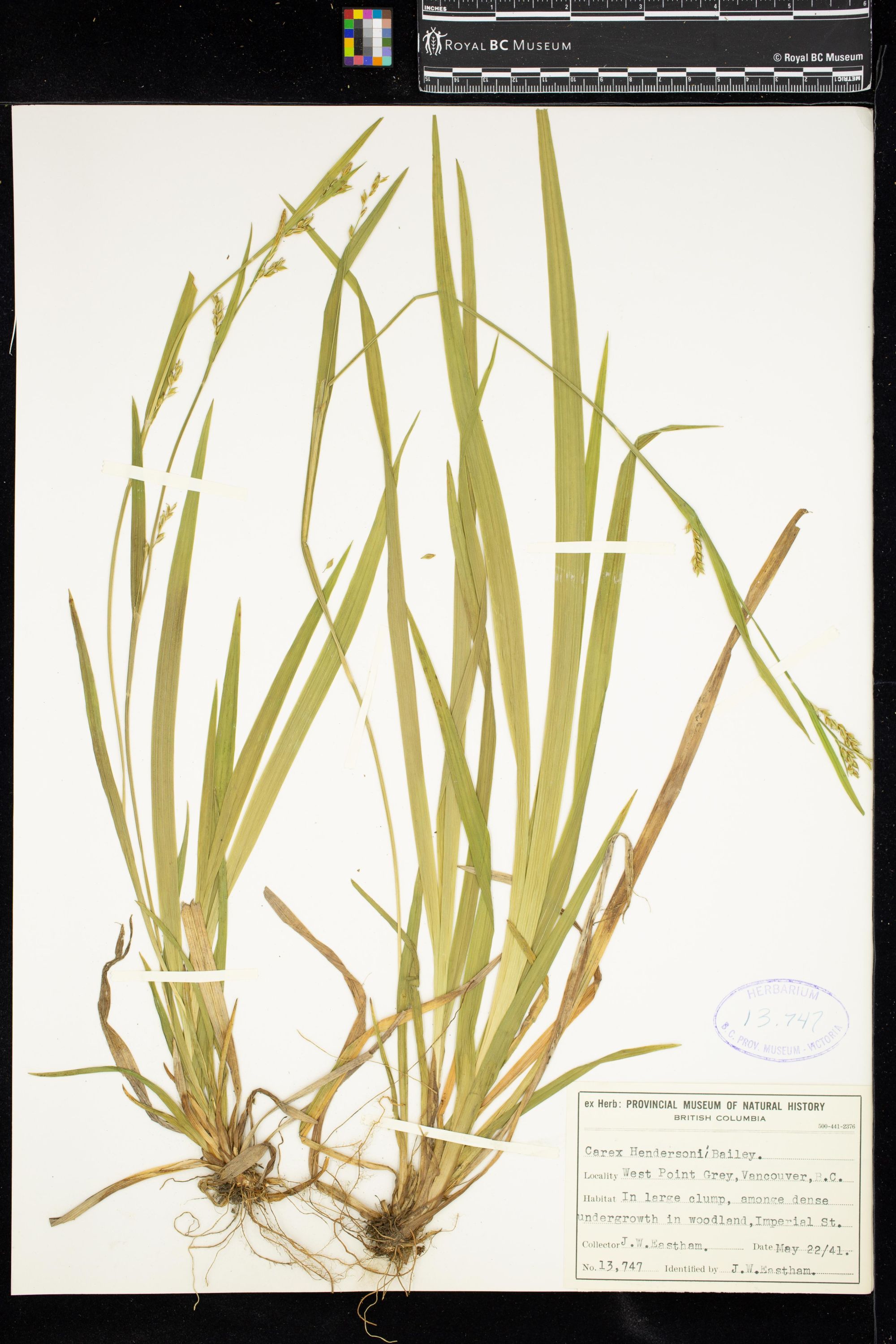 Image representing Carex hendersonii.