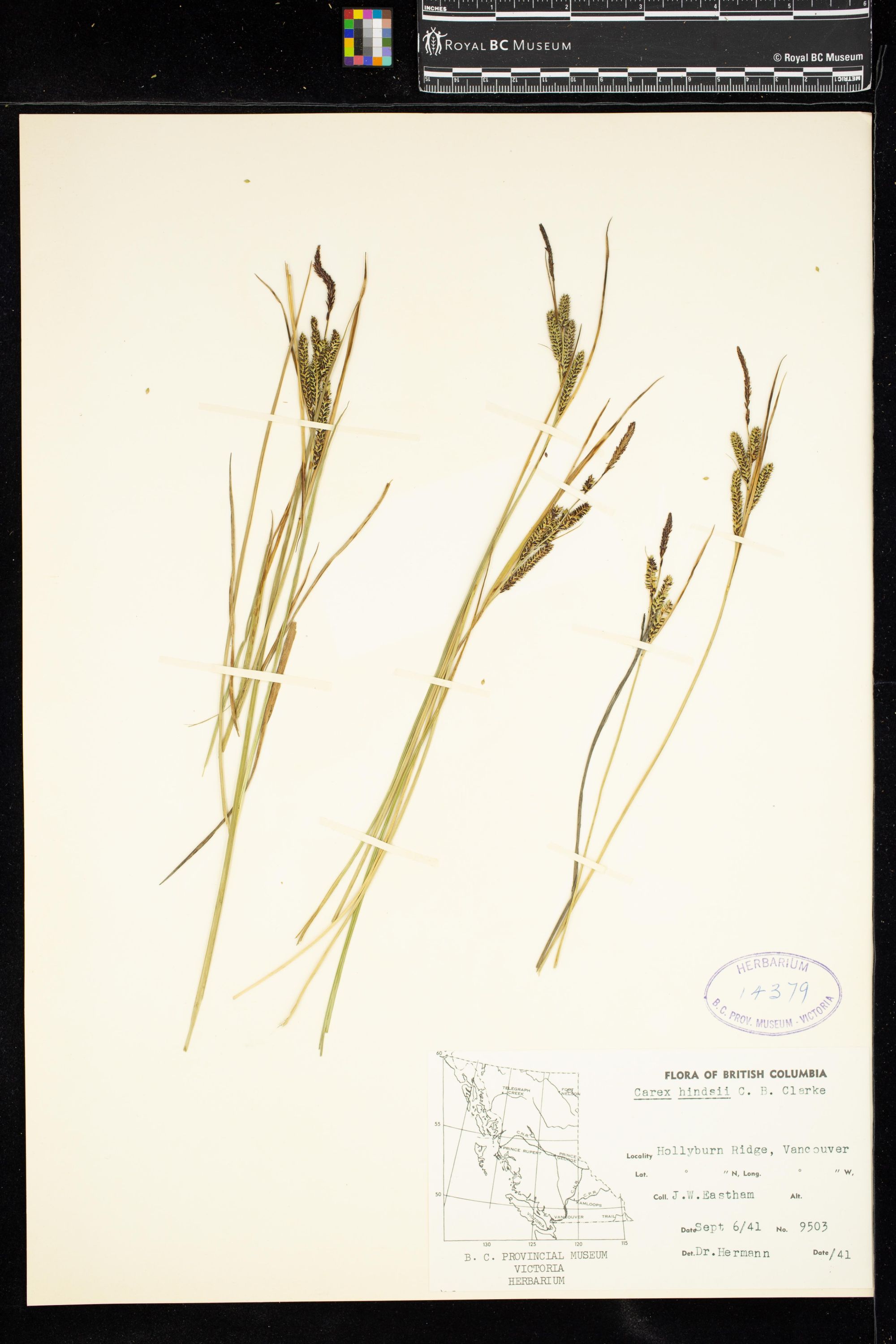 Image representing Carex hindsii.