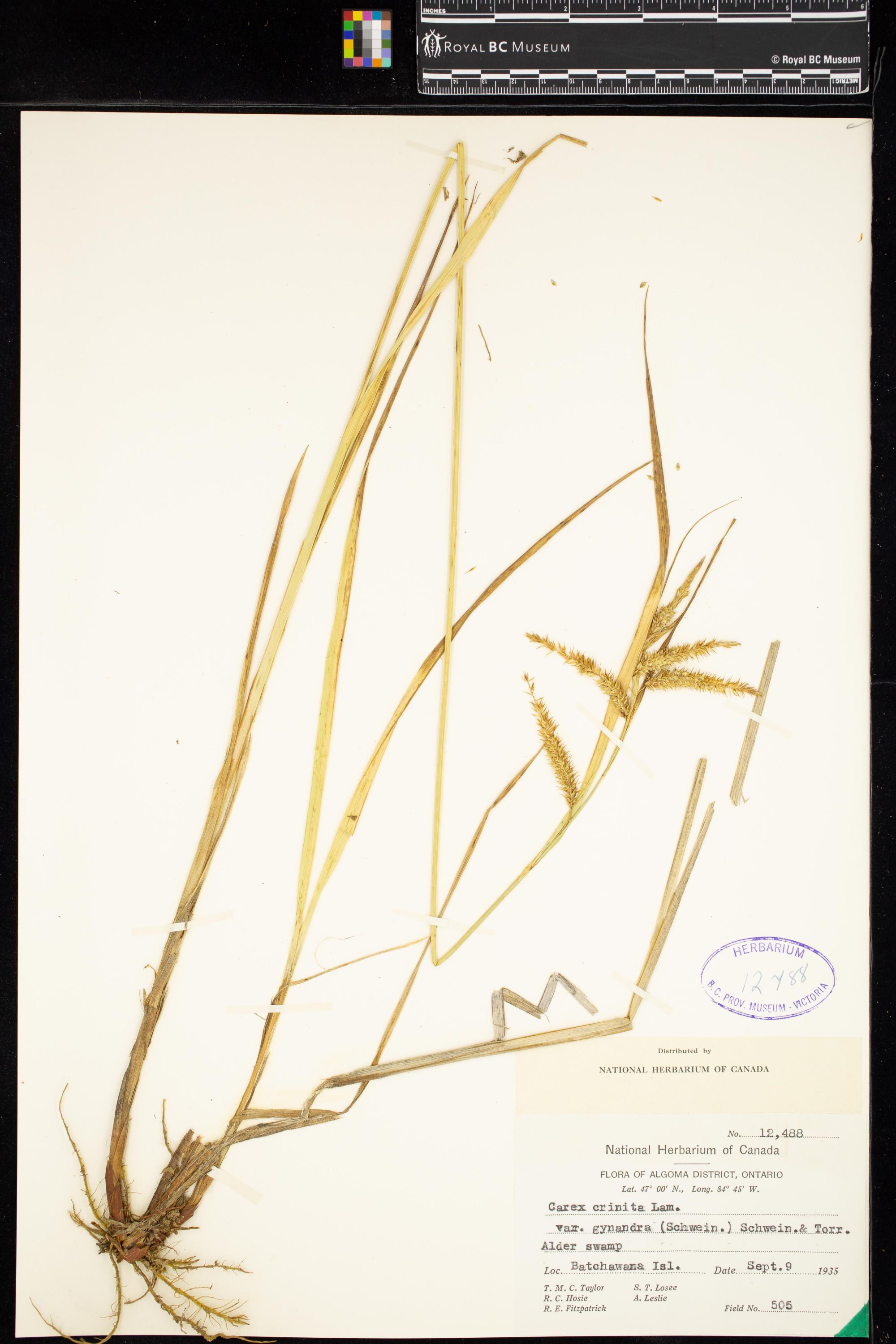 Image representing Carex crinita var. gynandra.