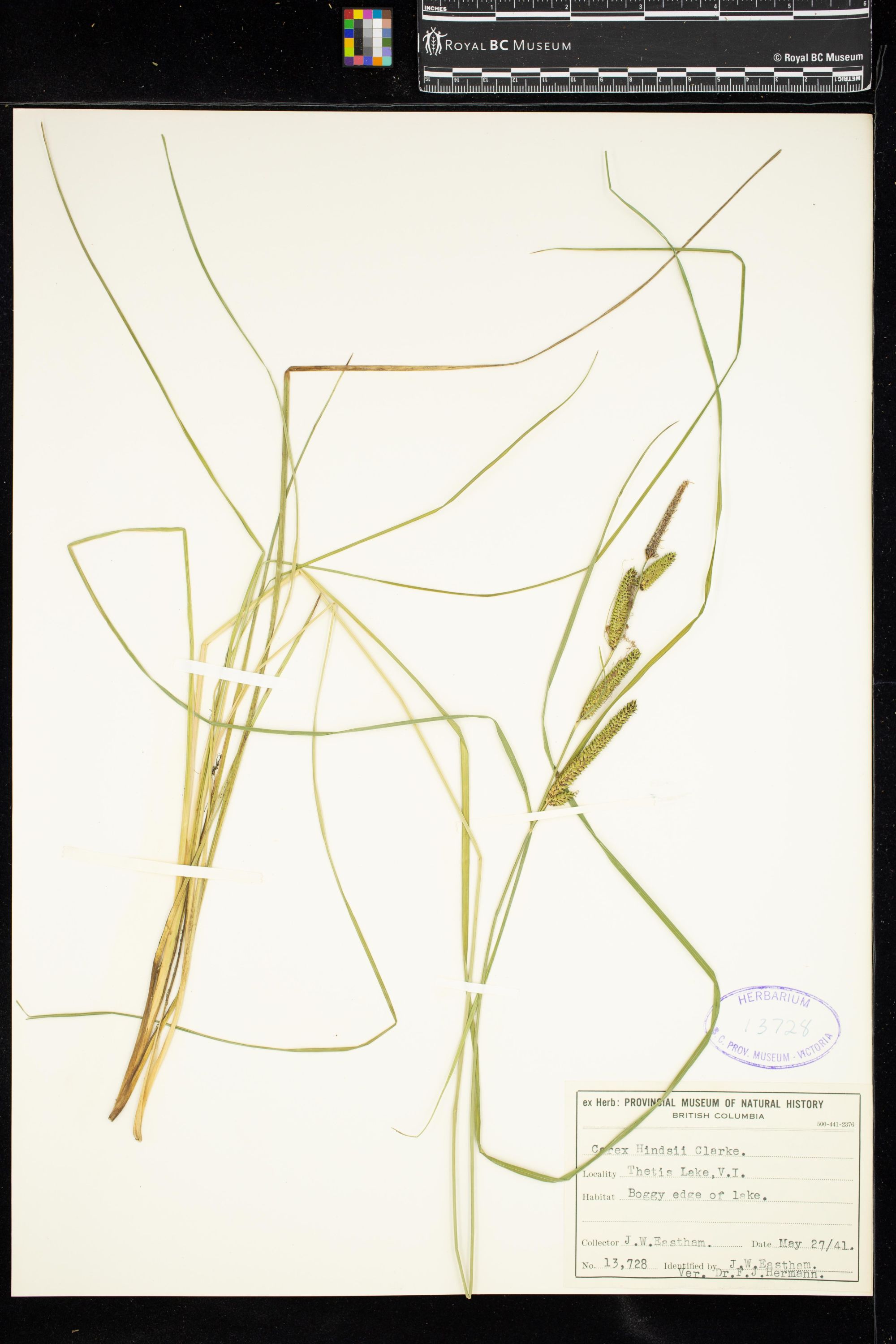 Image representing Carex hindsii.