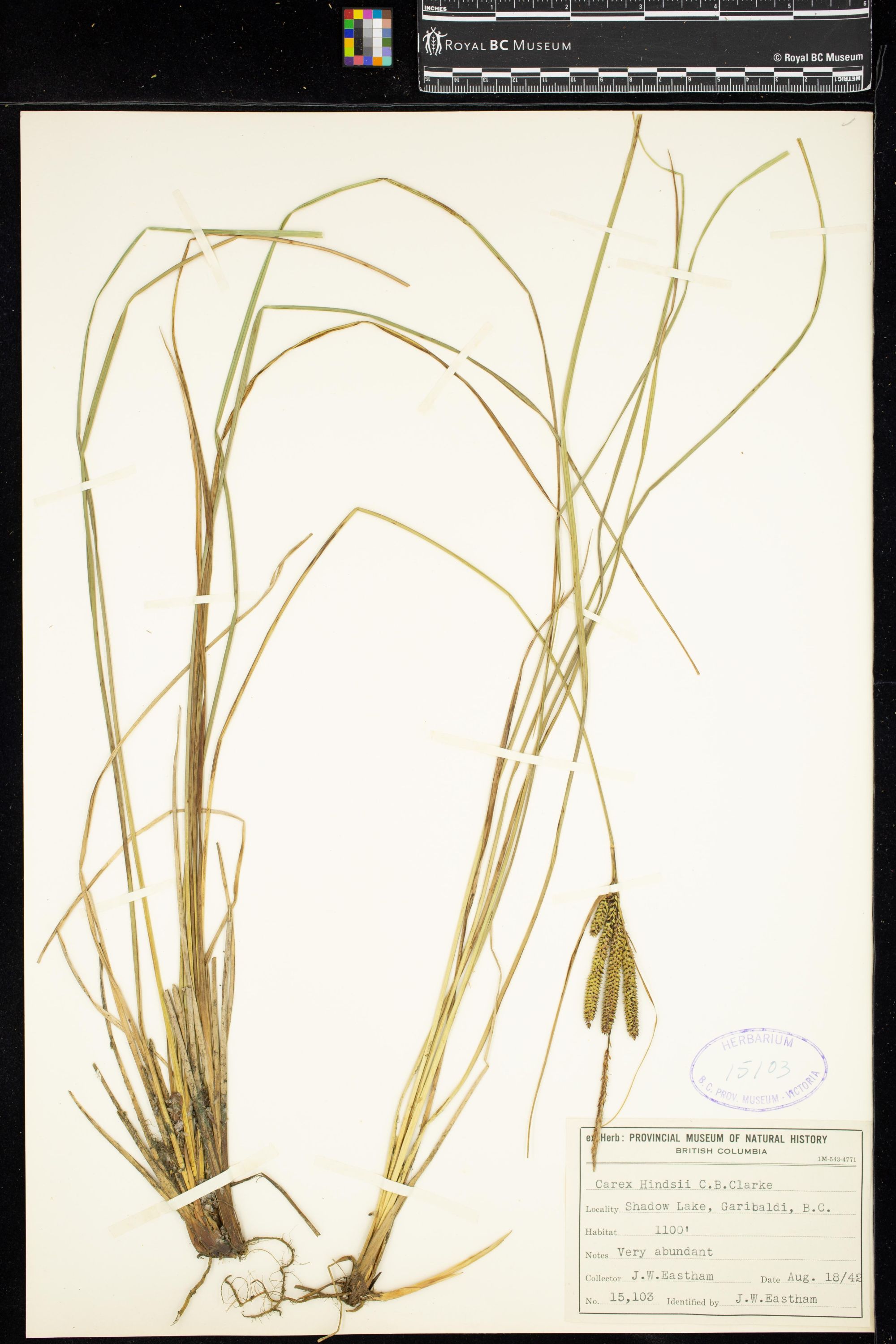 Image representing Carex hindsii.