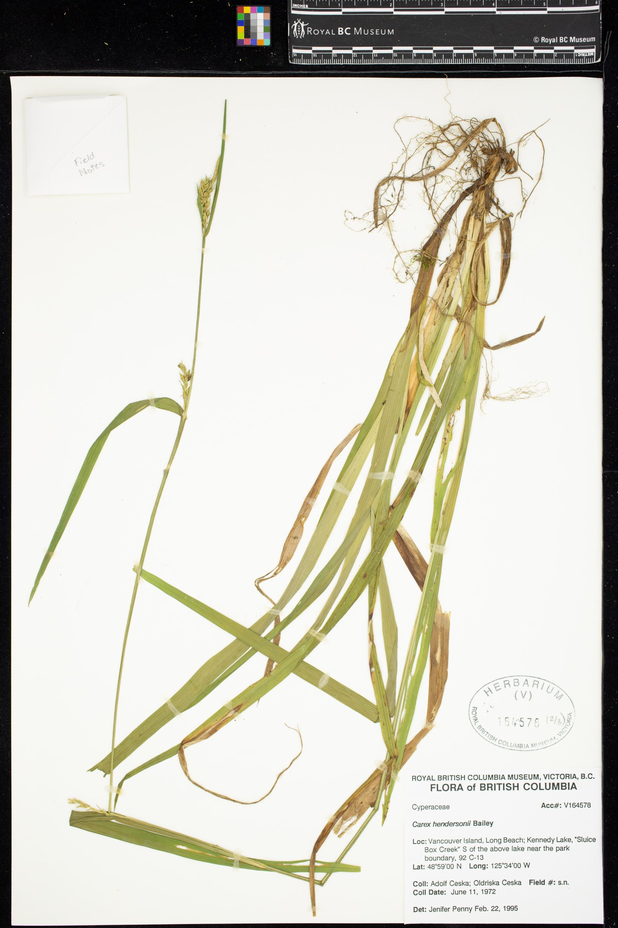 Image representing Carex hendersonii.