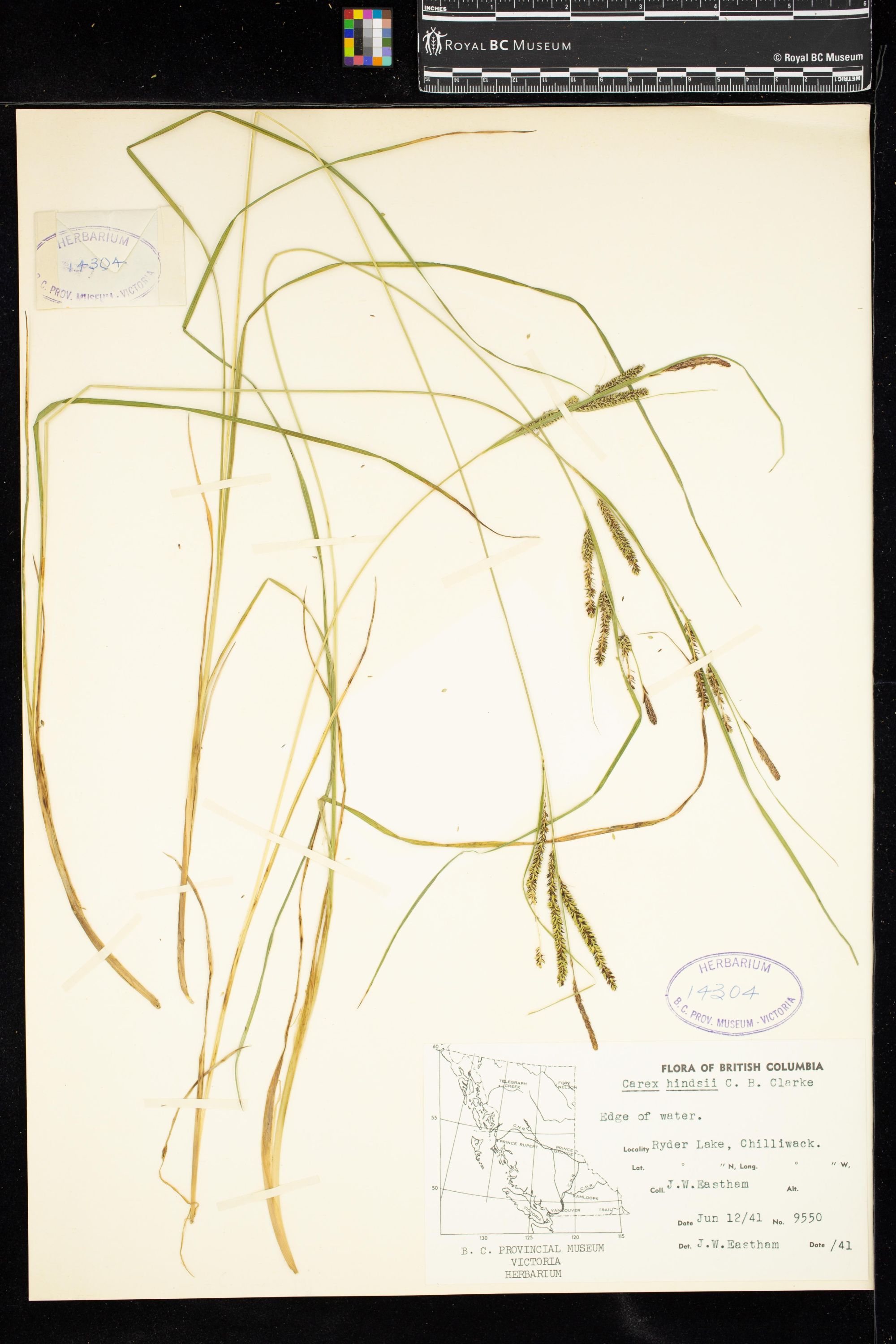 Image representing Carex hindsii.