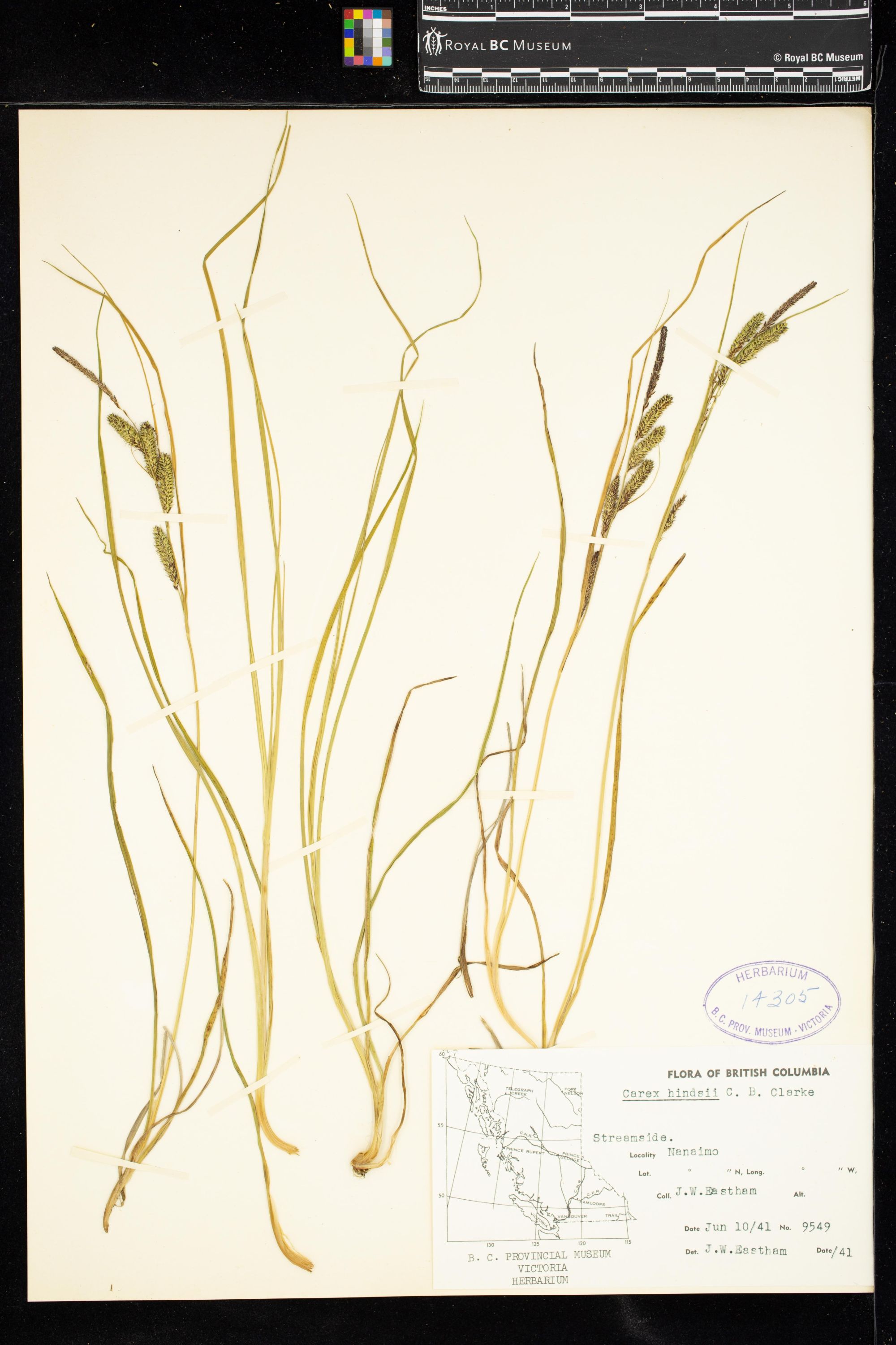 Image representing Carex hindsii.