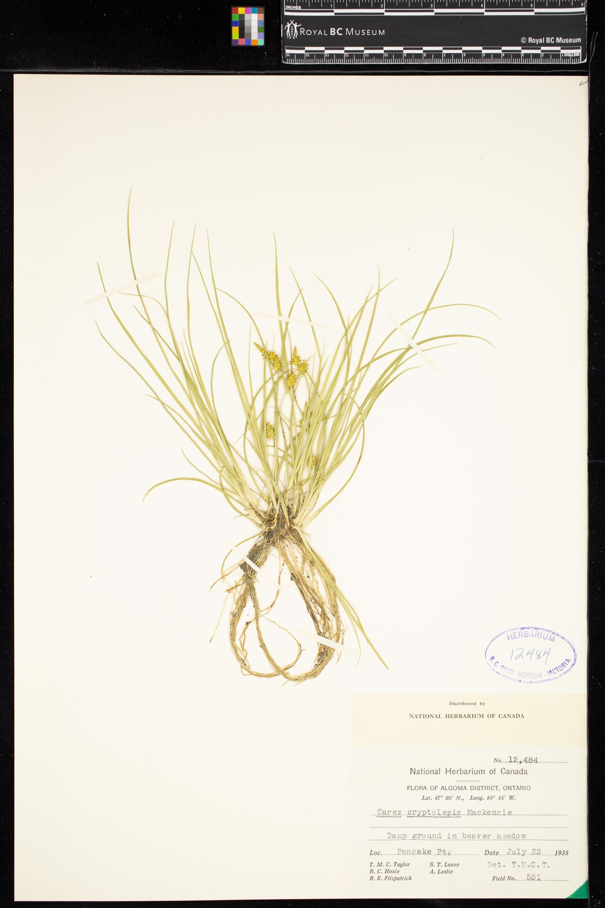 Image representing Carex cryptolepis.
