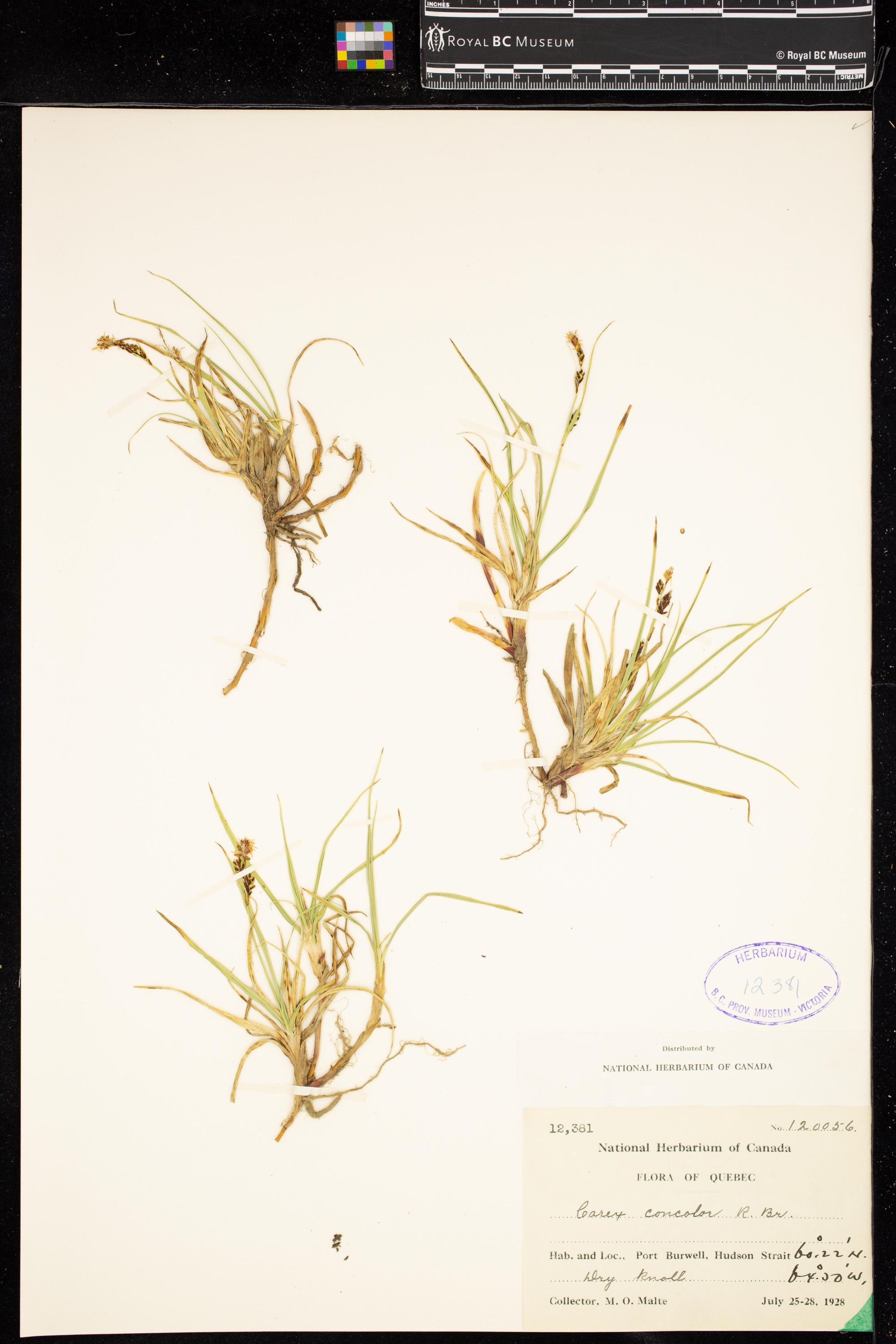 Image representing Carex concolor.