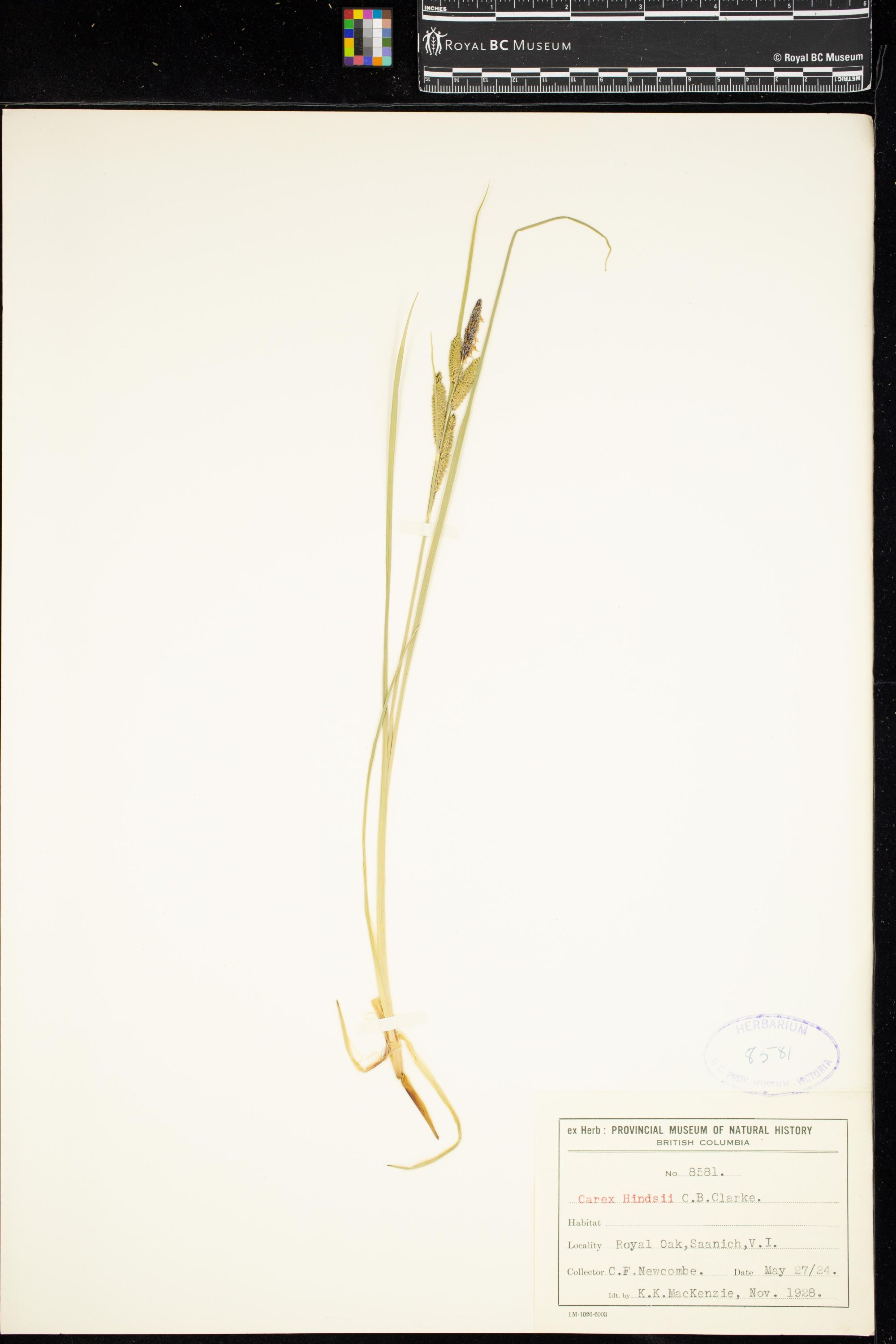 Image representing Carex hindsii.