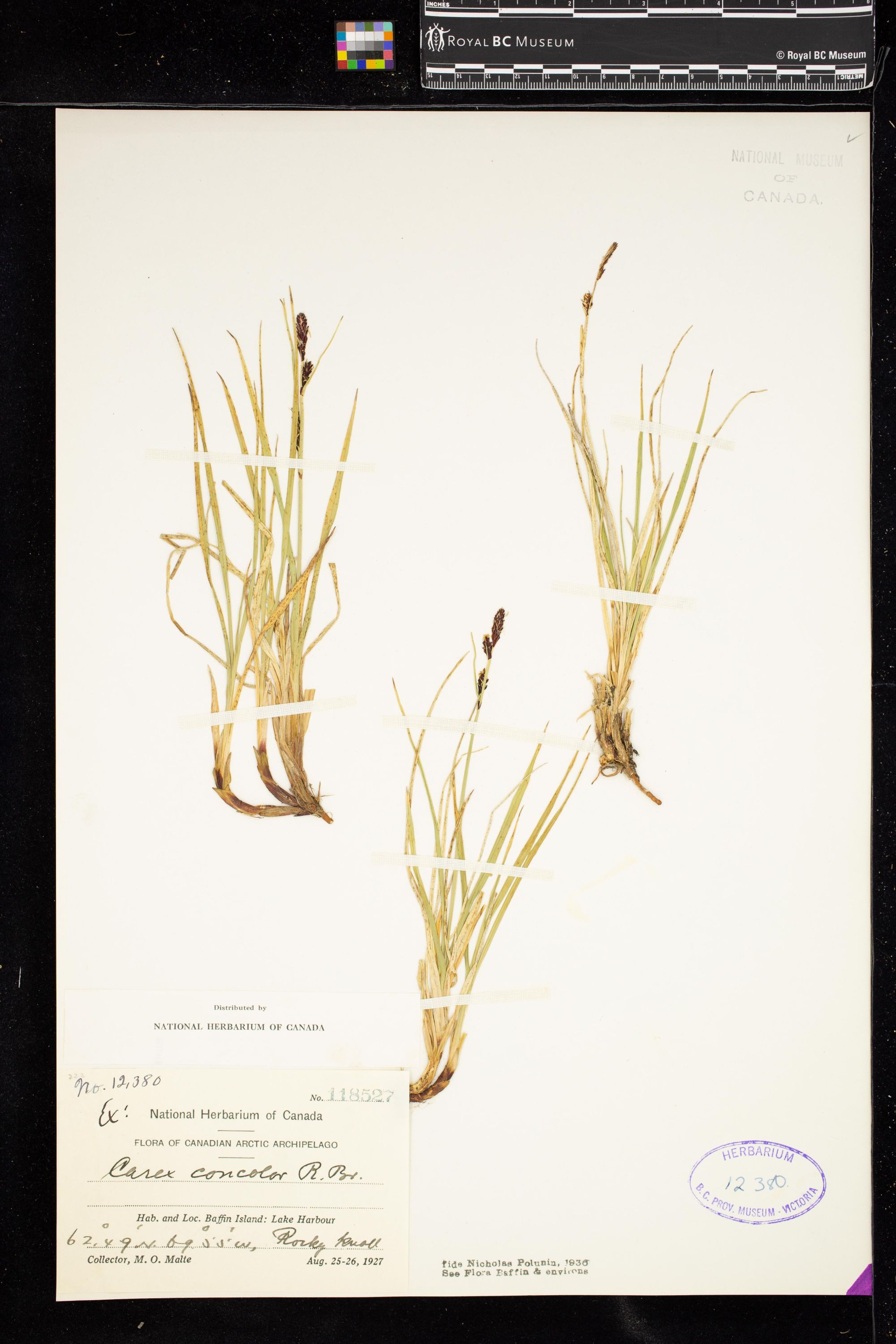 Image representing Carex concolor.