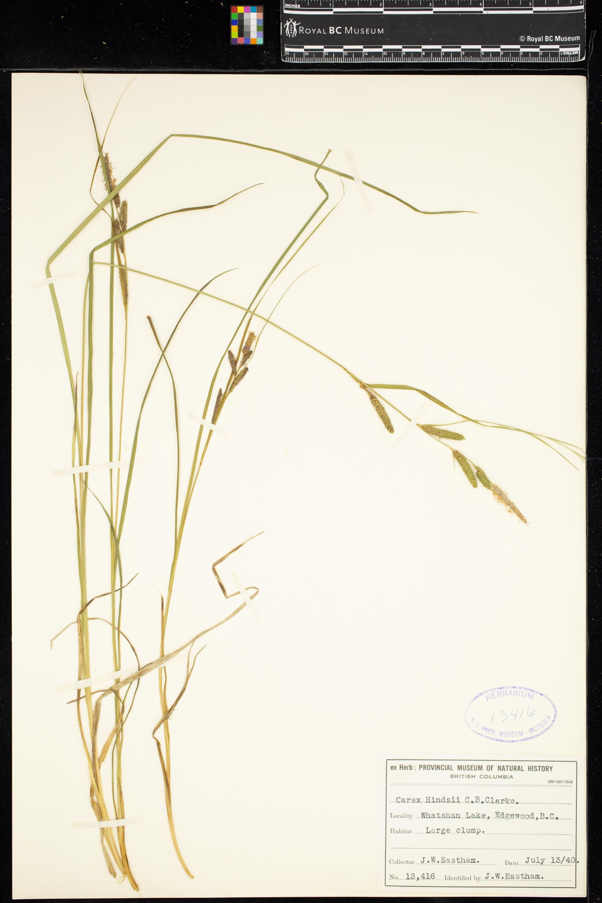 Image representing Carex hindsii.