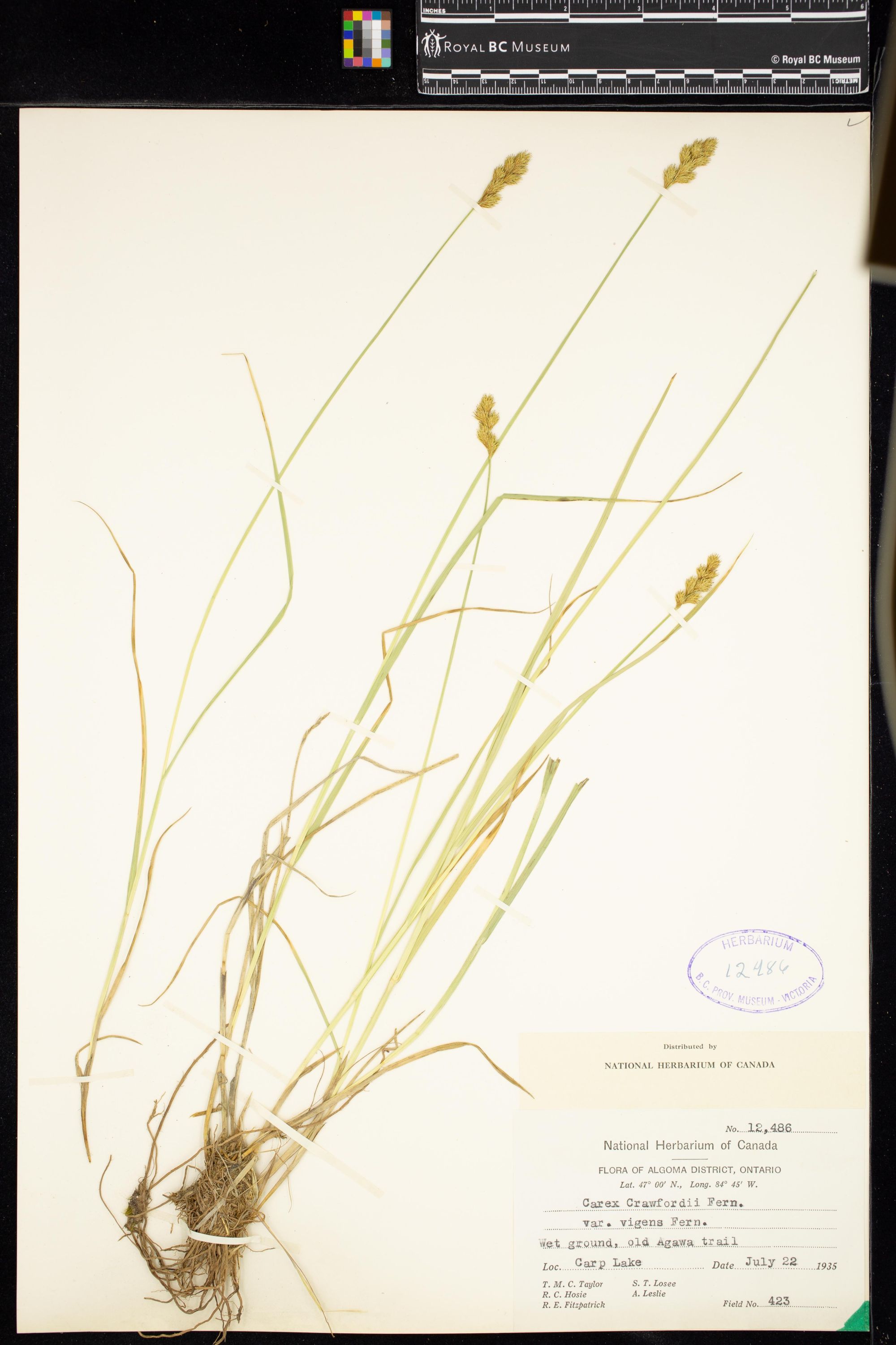 Image representing Carex crawfordii.