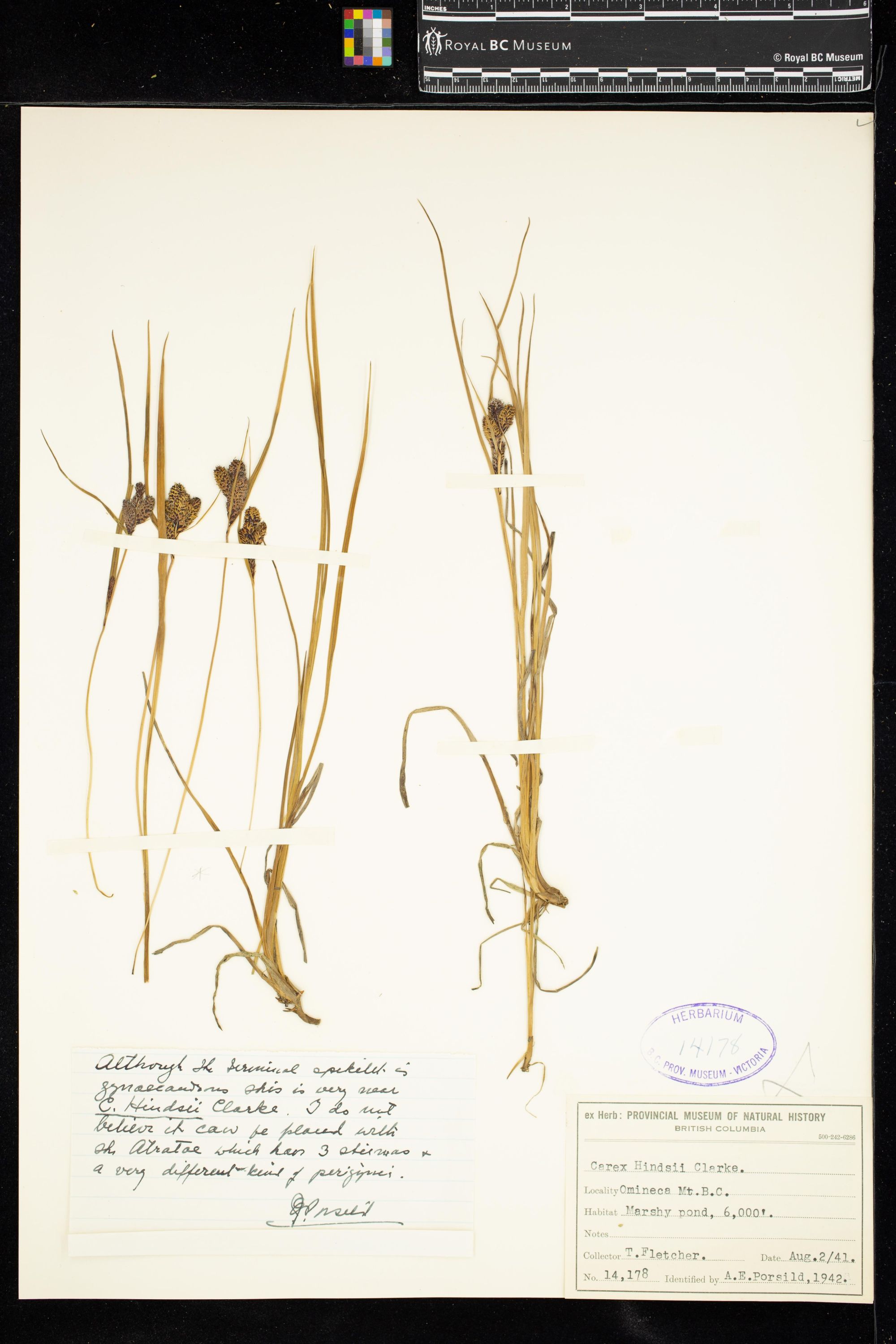 Image representing Carex hindsii.