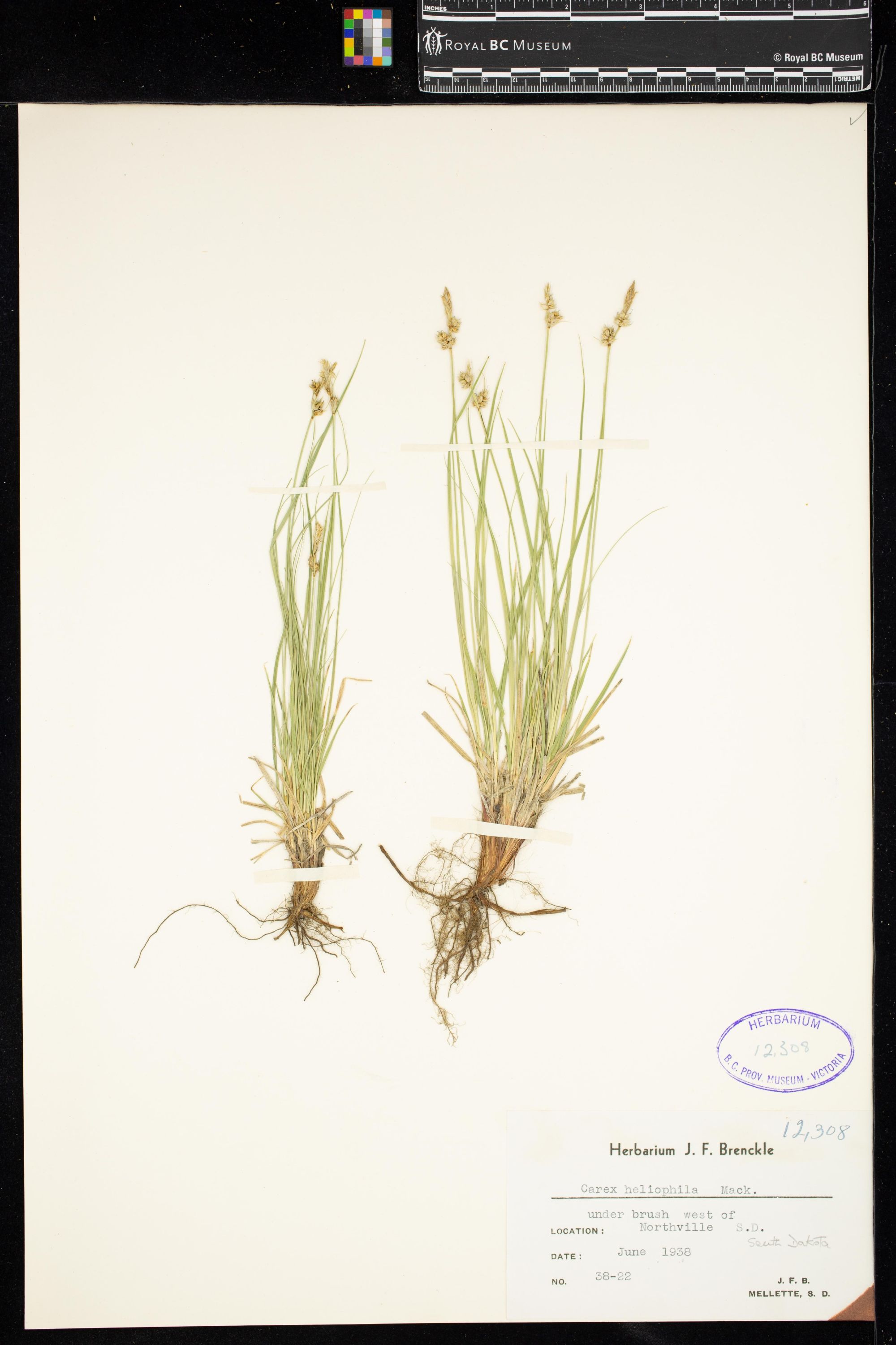 Image representing Carex heliophila.