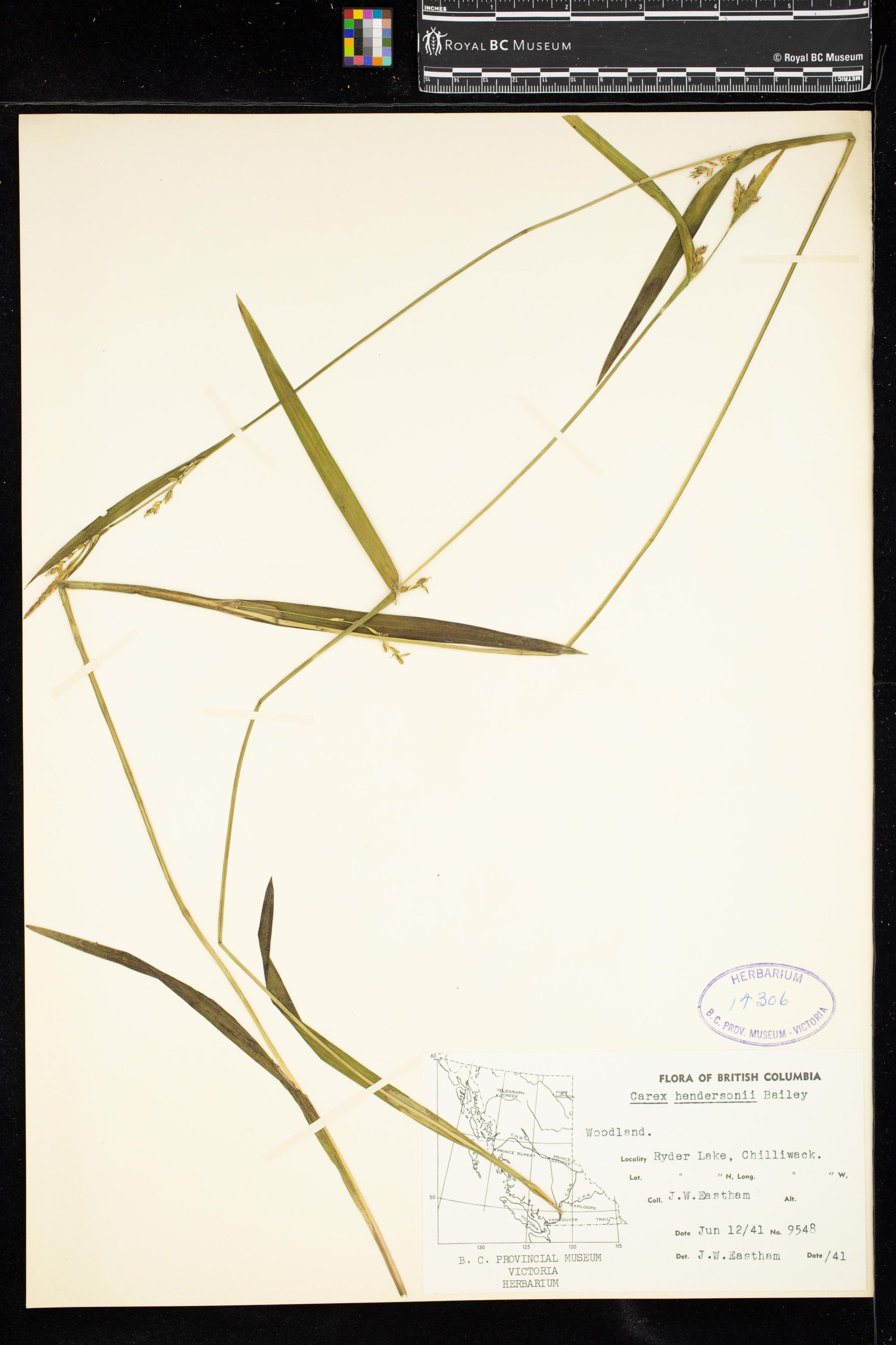 Image representing Carex hendersonii.