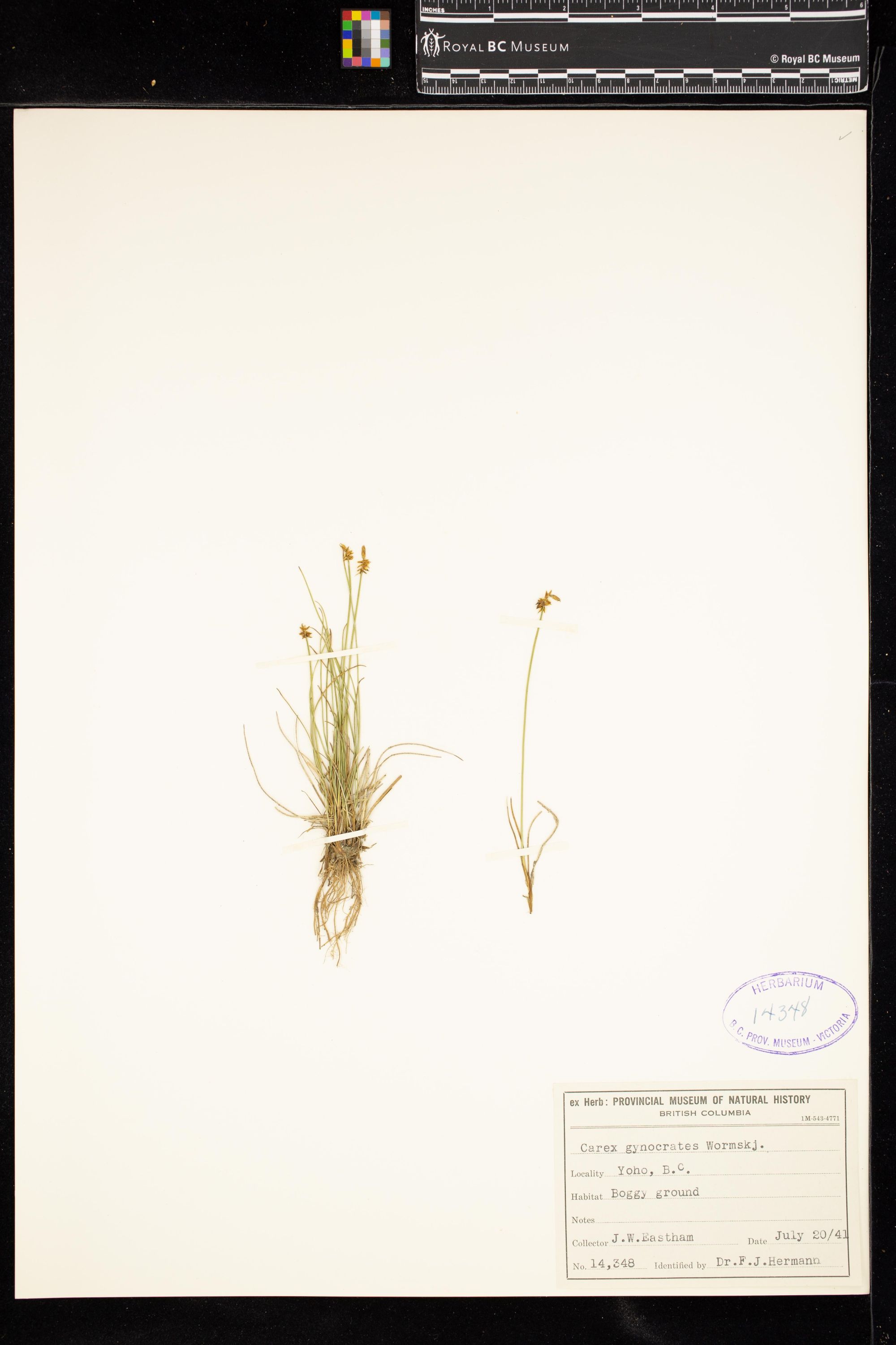 Image representing Carex gynocrates.