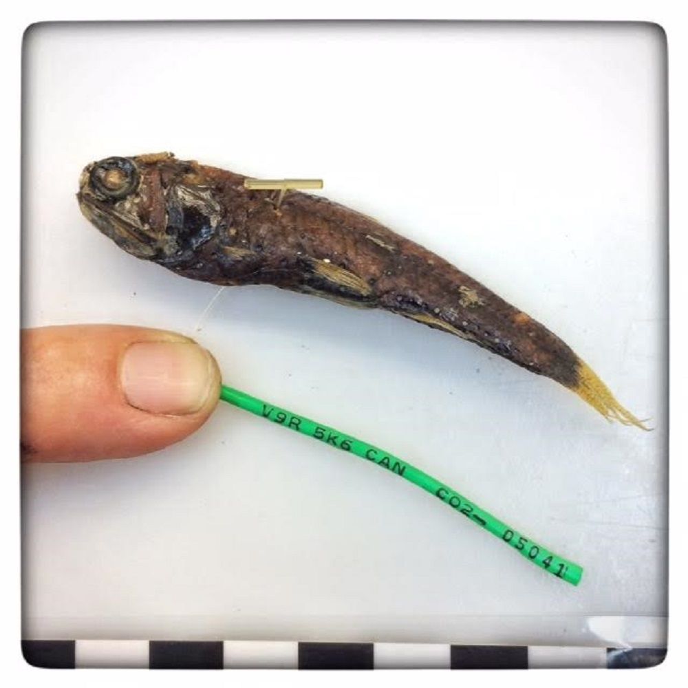 Image representing Diaphus theta.