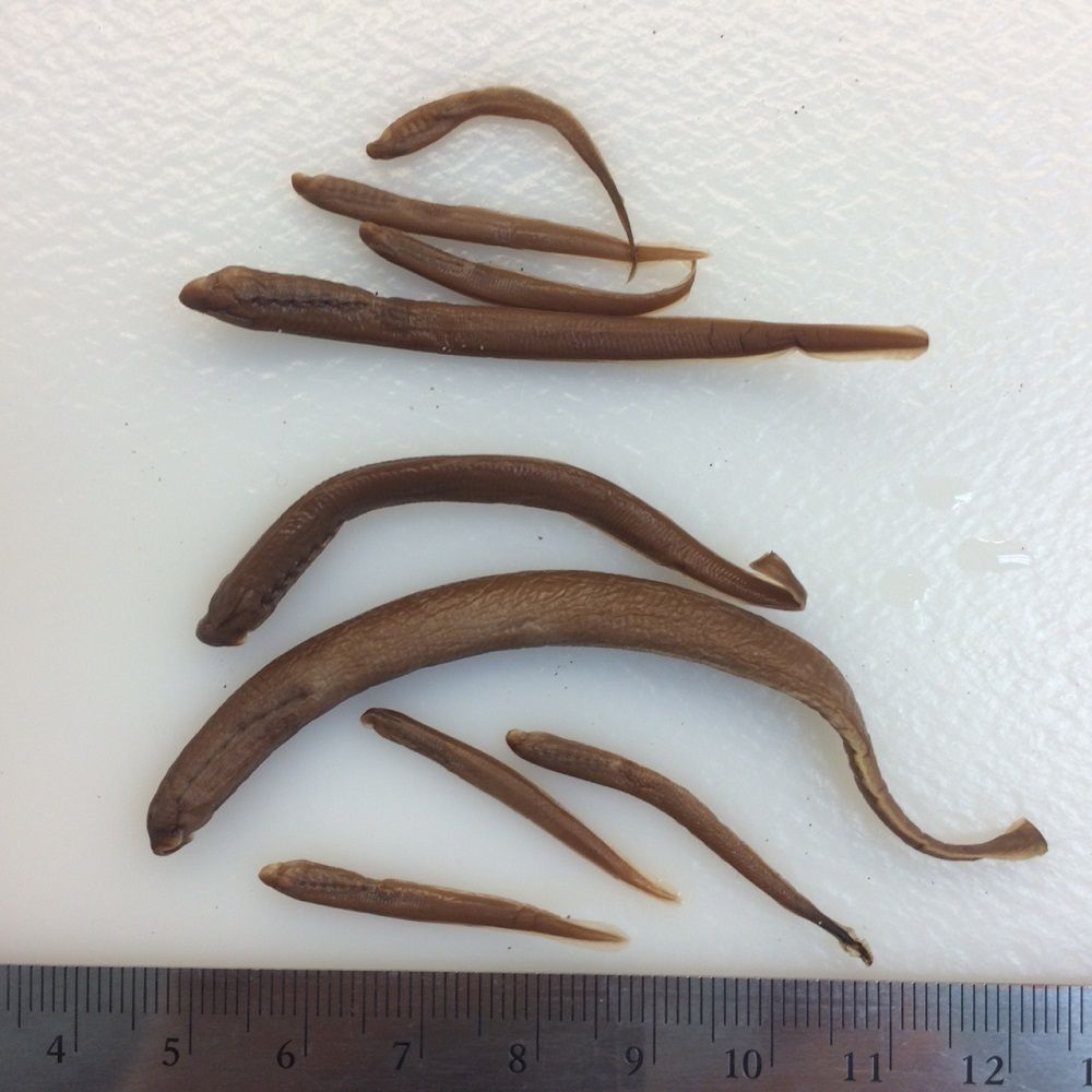 Image representing Petromyzontidae.