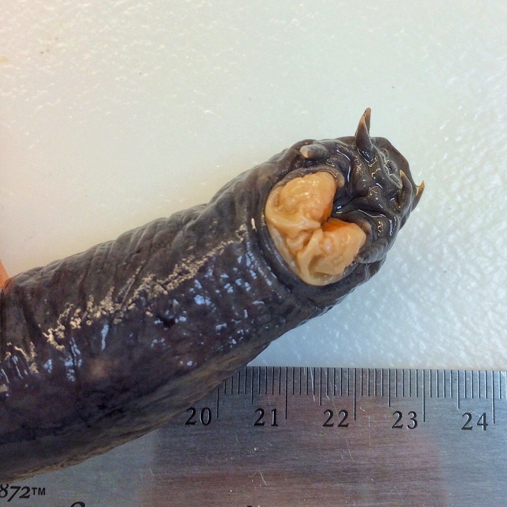 Image representing Eptatretus deani.