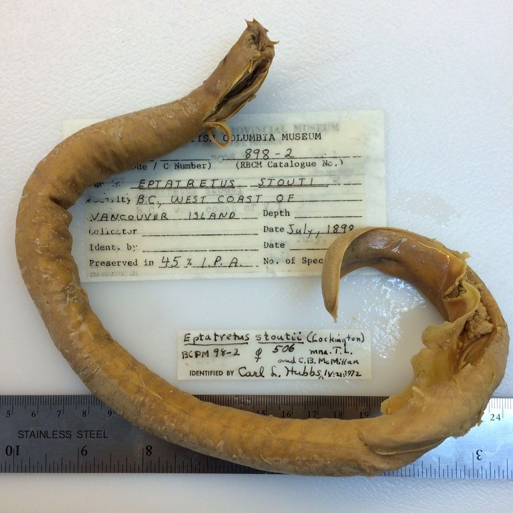 Image representing Eptatretus stoutii.