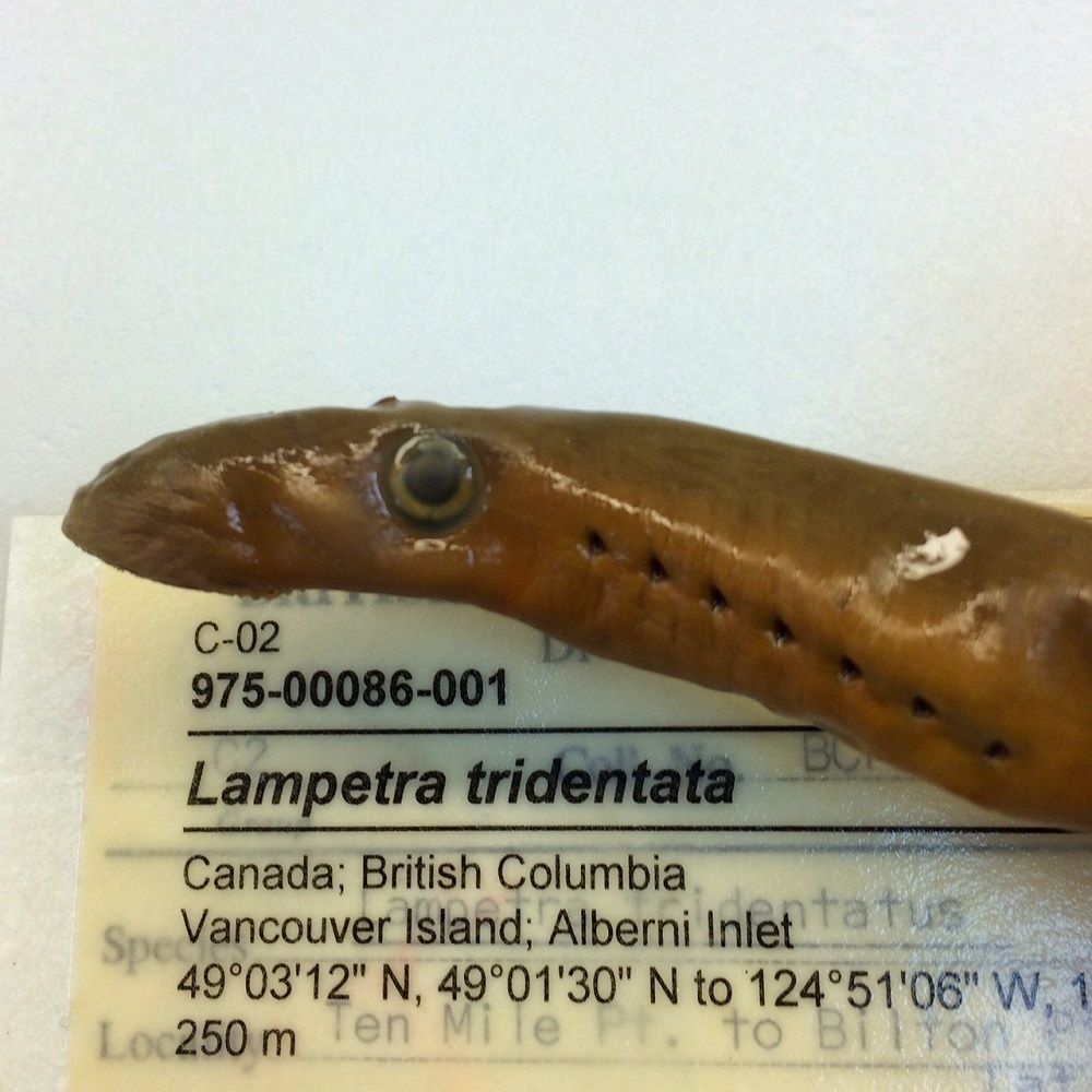 Image representing Entosphenus tridentatus.