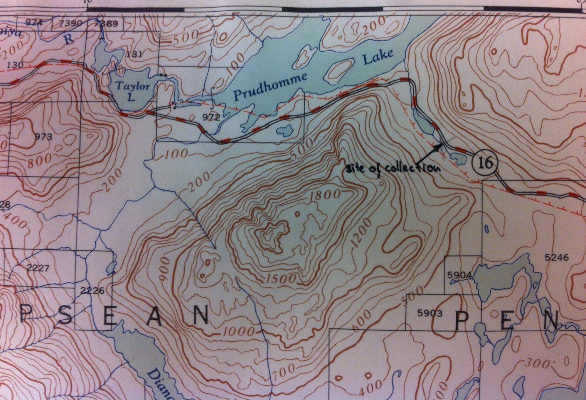 Image representing Gasterosteus aculeatus.