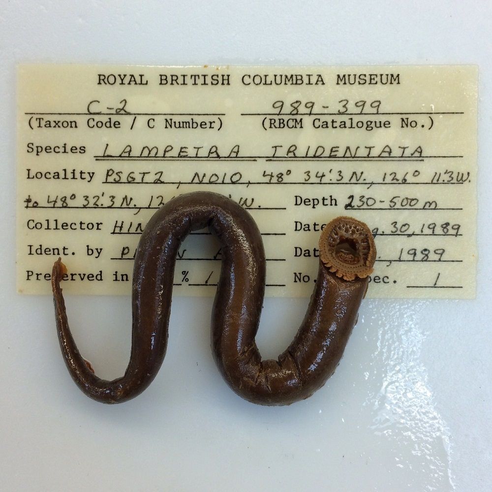 Image representing Entosphenus tridentatus.