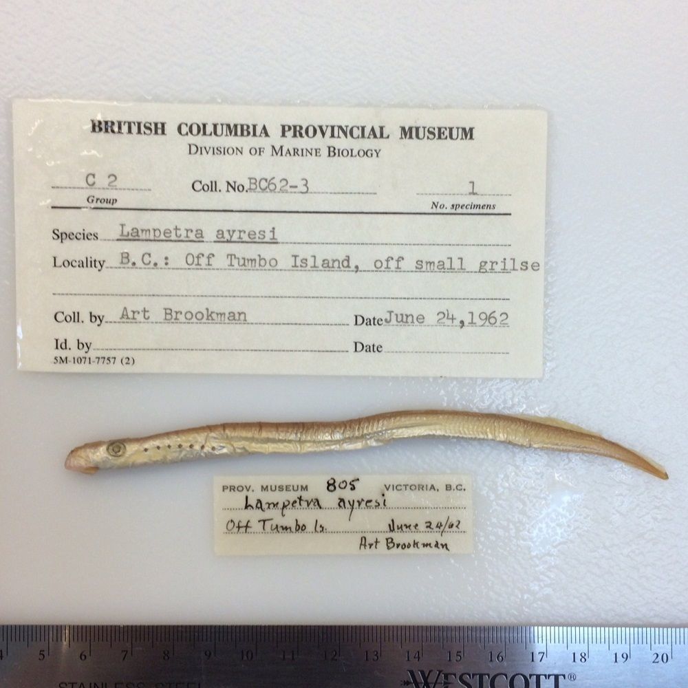 Image representing Lampetra ayresii.