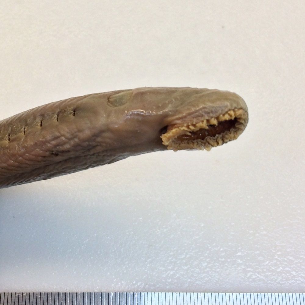 Image representing Entosphenus tridentatus.