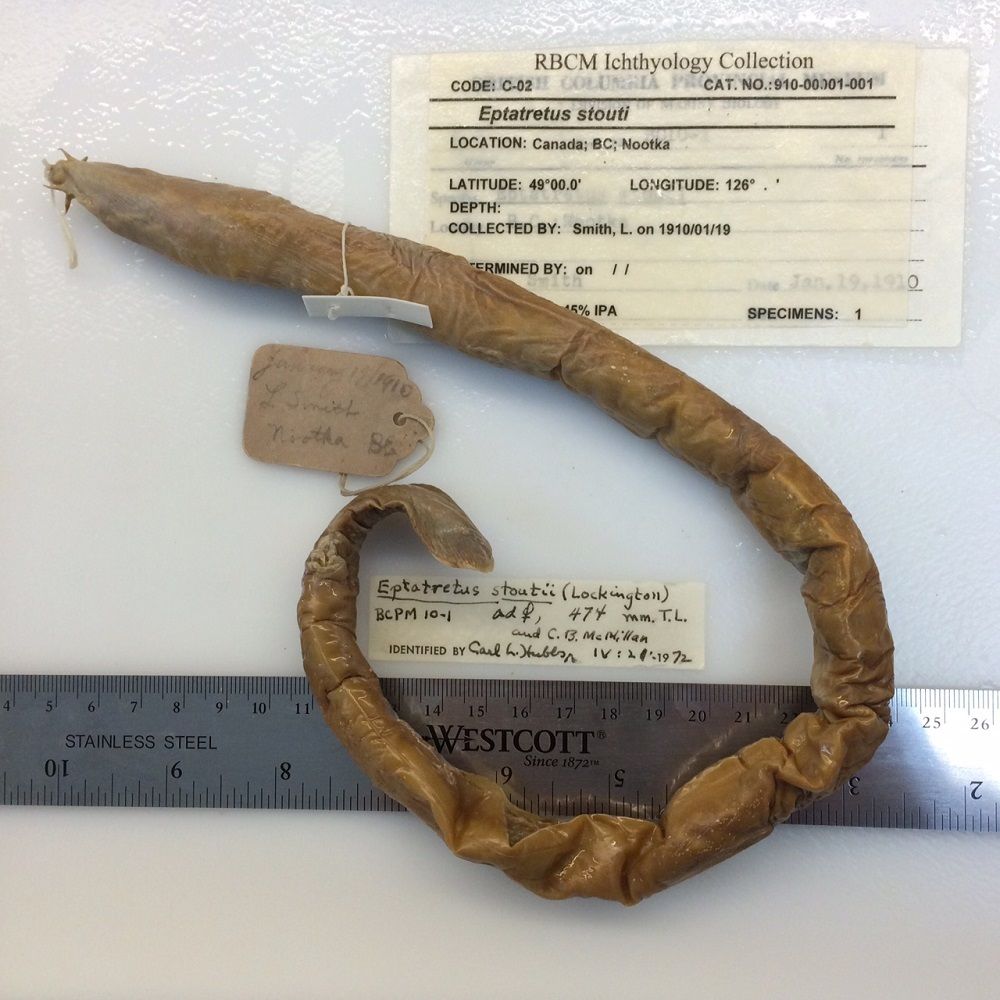 Image representing Eptatretus stoutii.