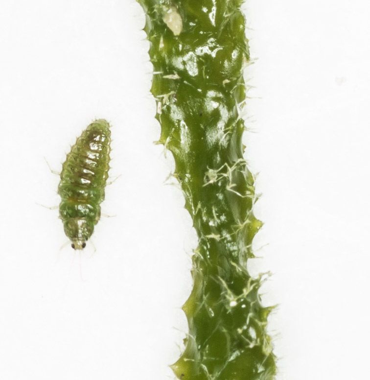 Image representing Spongilla lacustris.