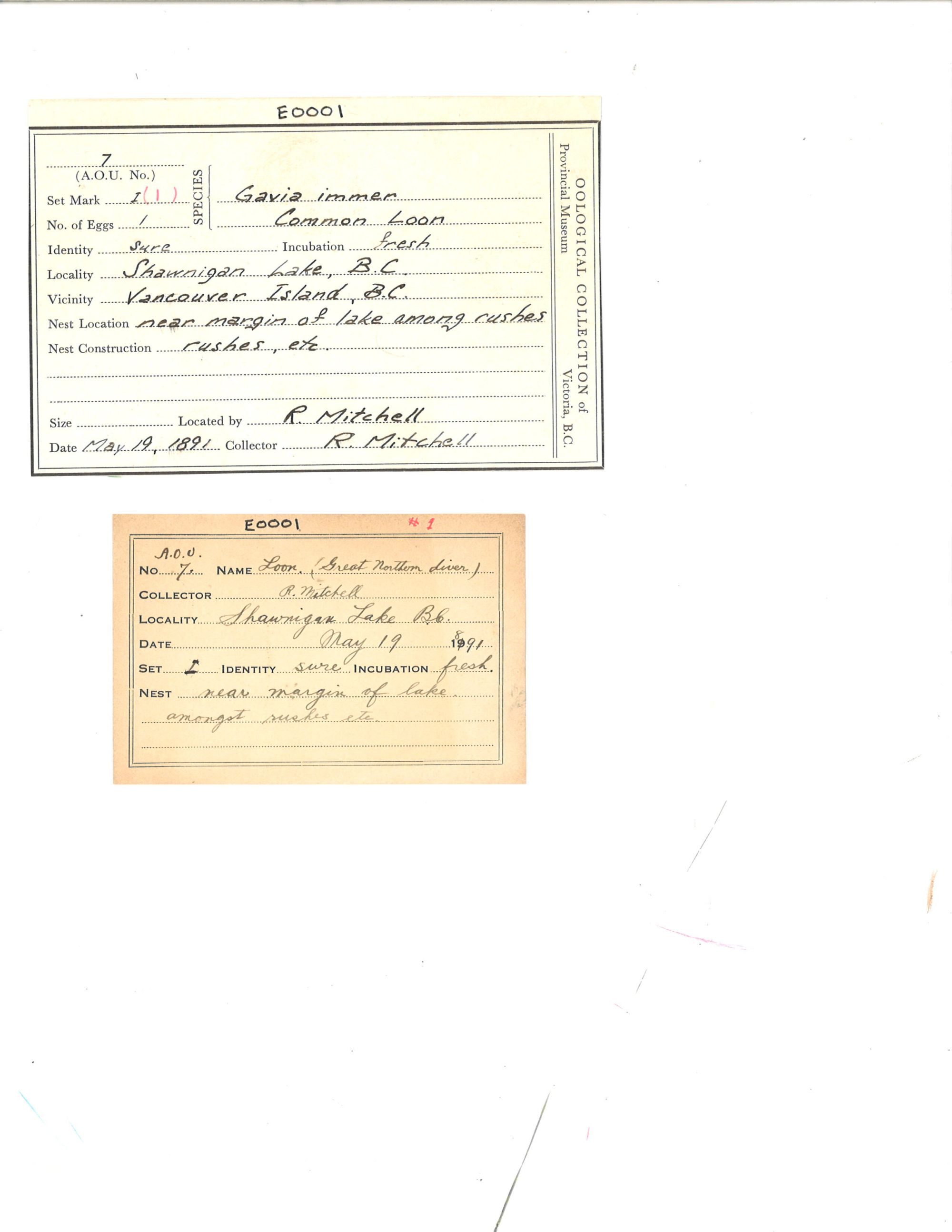 Image representing Gavia immer.