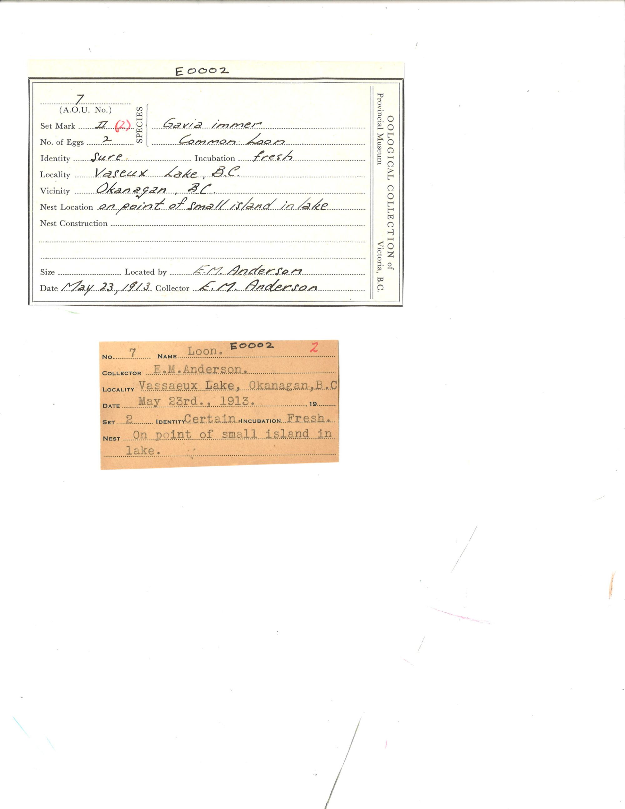 Image representing Gavia immer.