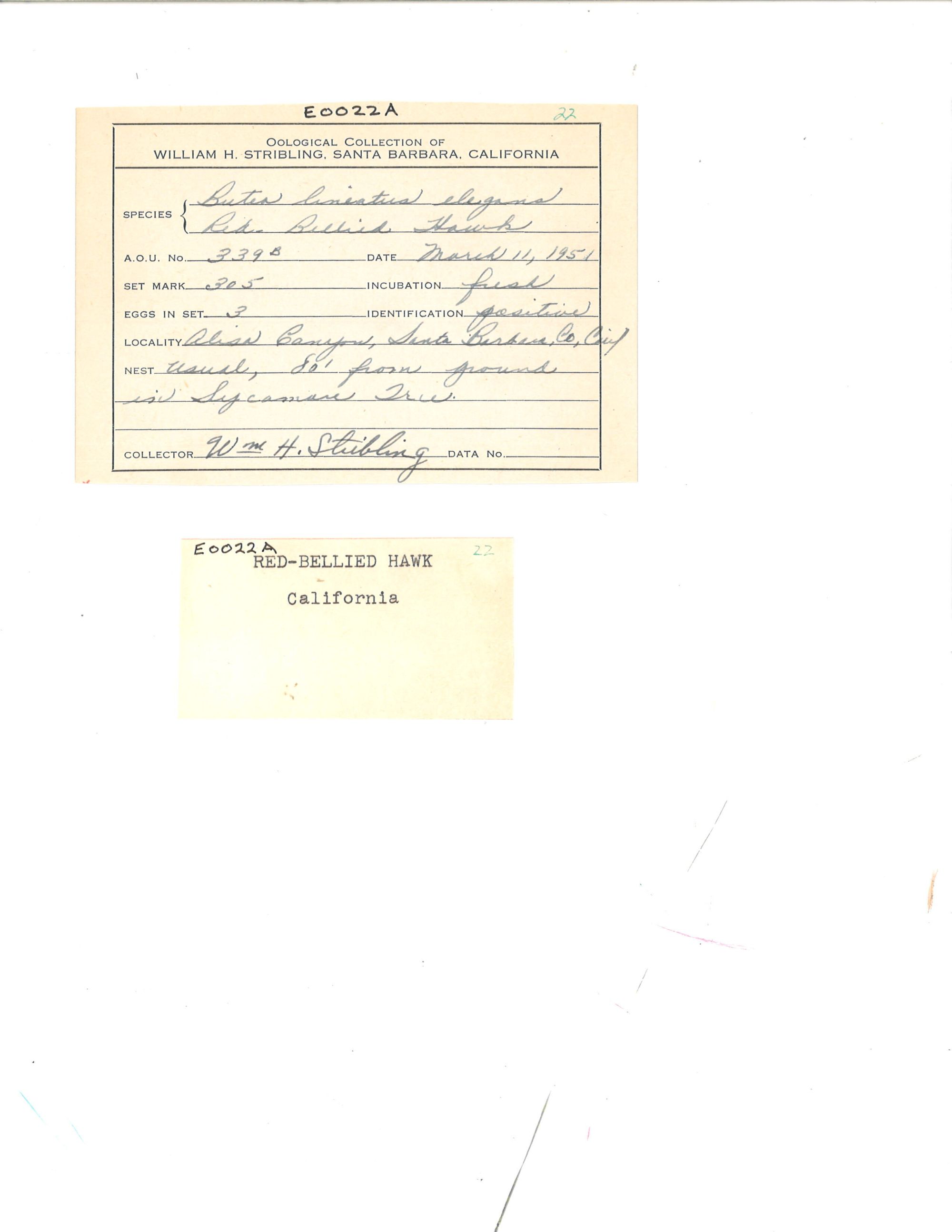 Image representing Buteo lineatus.