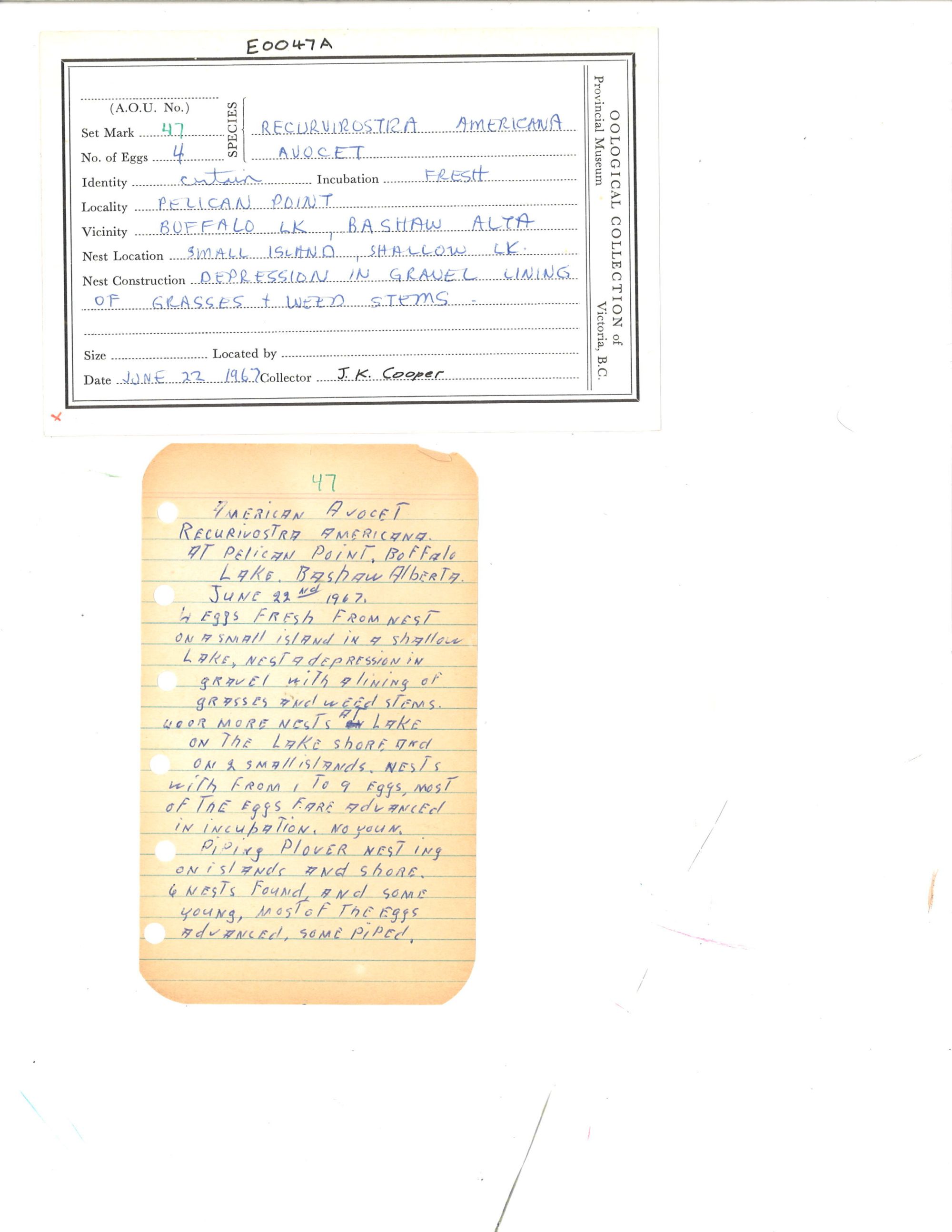 Image representing Recurvirostra americana.