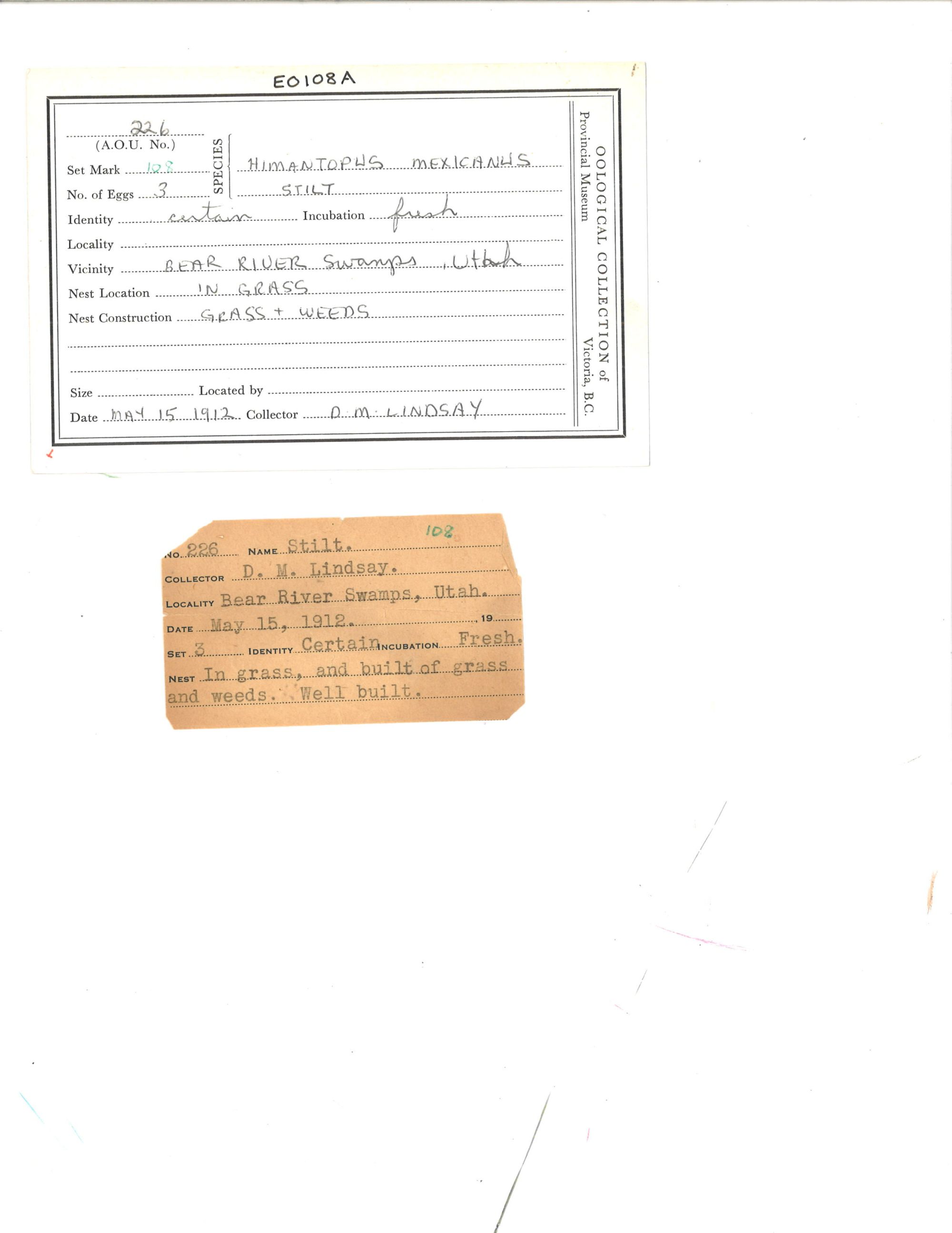 Image representing Himantopus mexicanus.