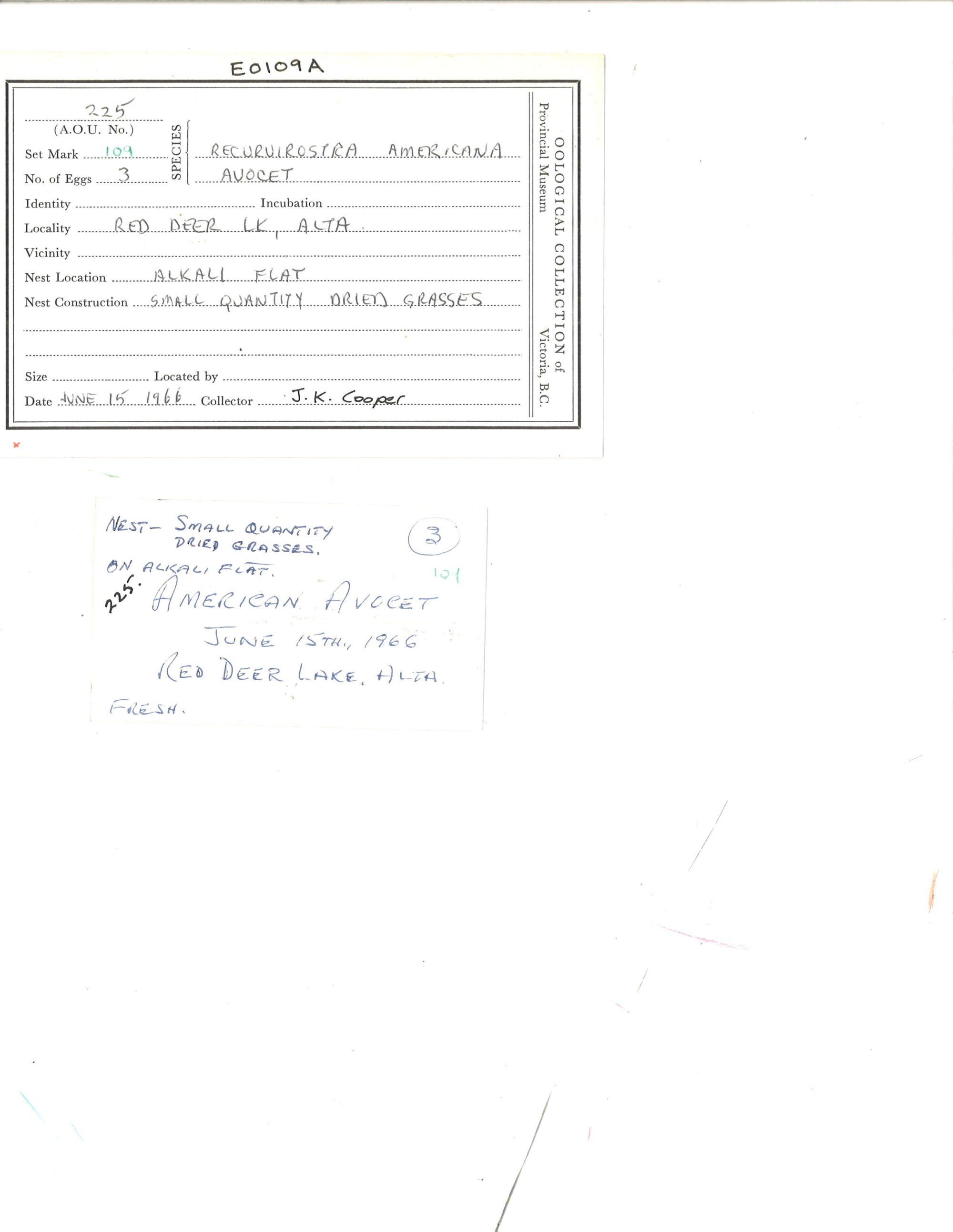 Image representing Recurvirostra americana.