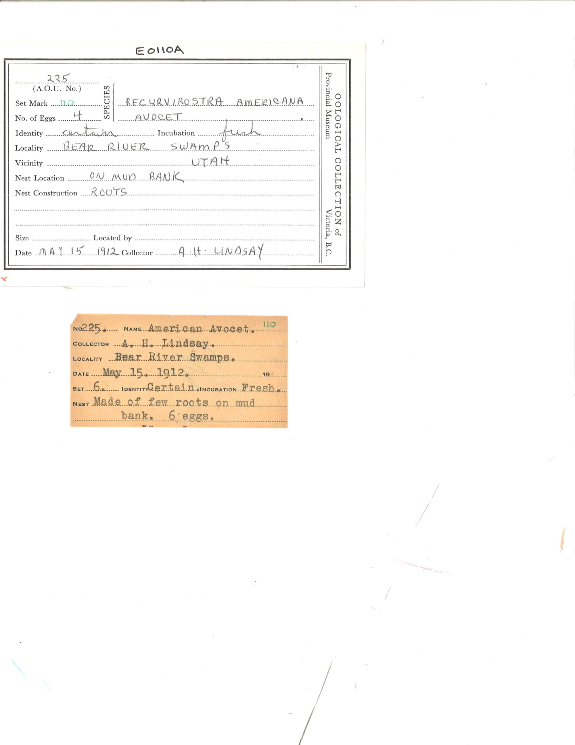 Image representing Recurvirostra americana.