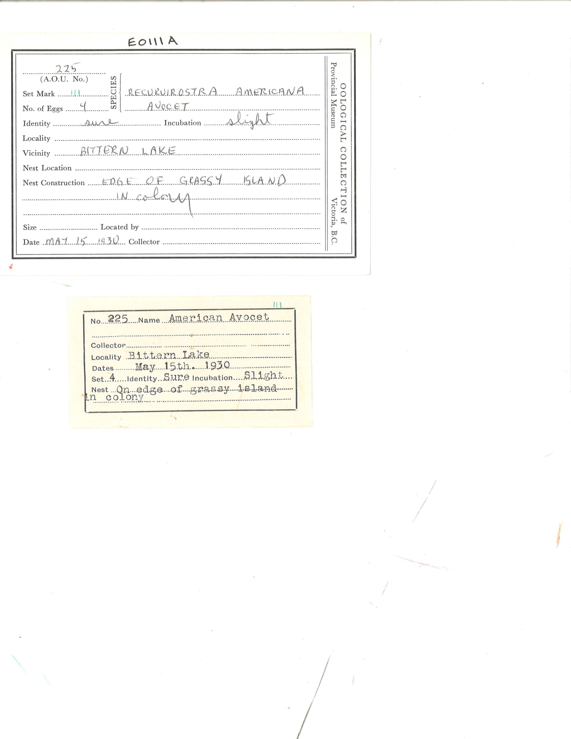 Image representing Recurvirostra americana.